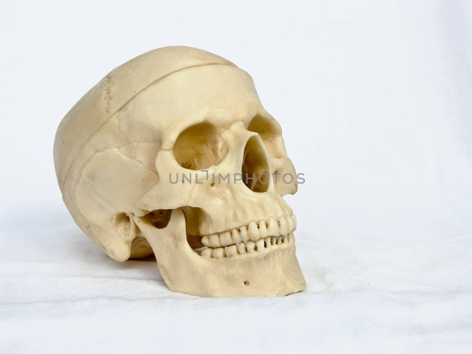 The image of a skull of the person on a homogeneous background