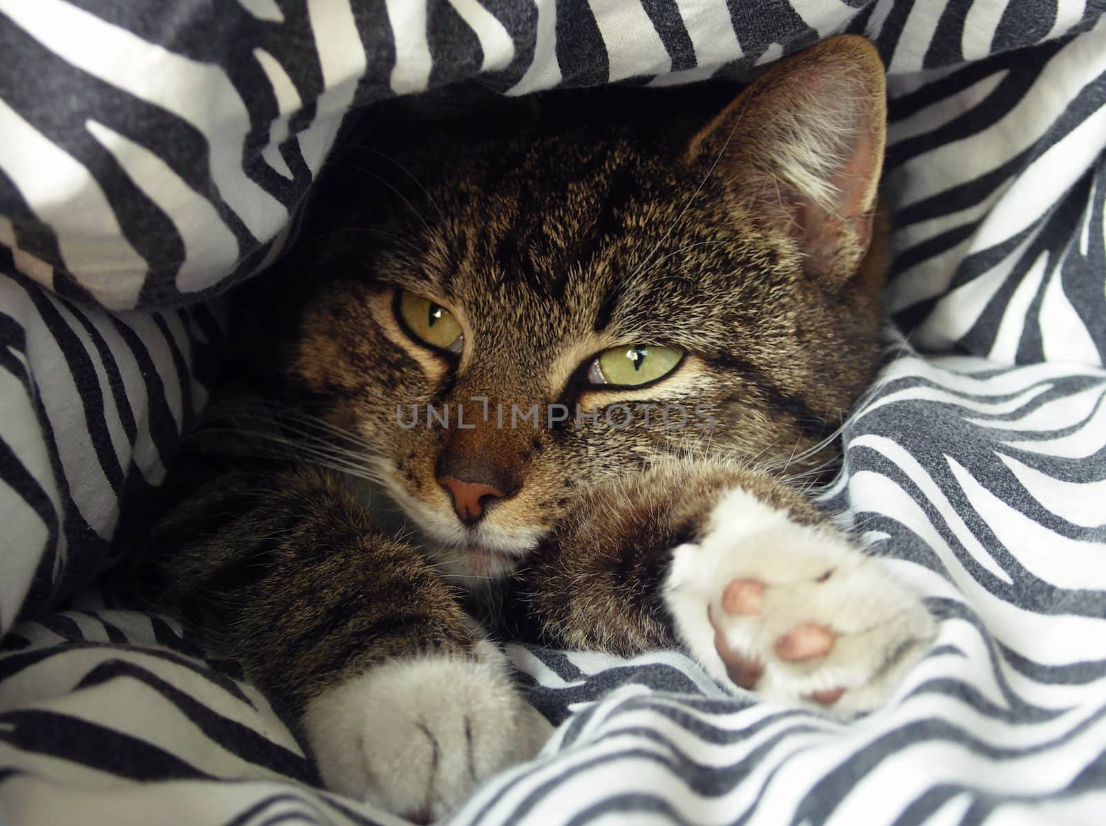 Cat lying in and under a blanket.