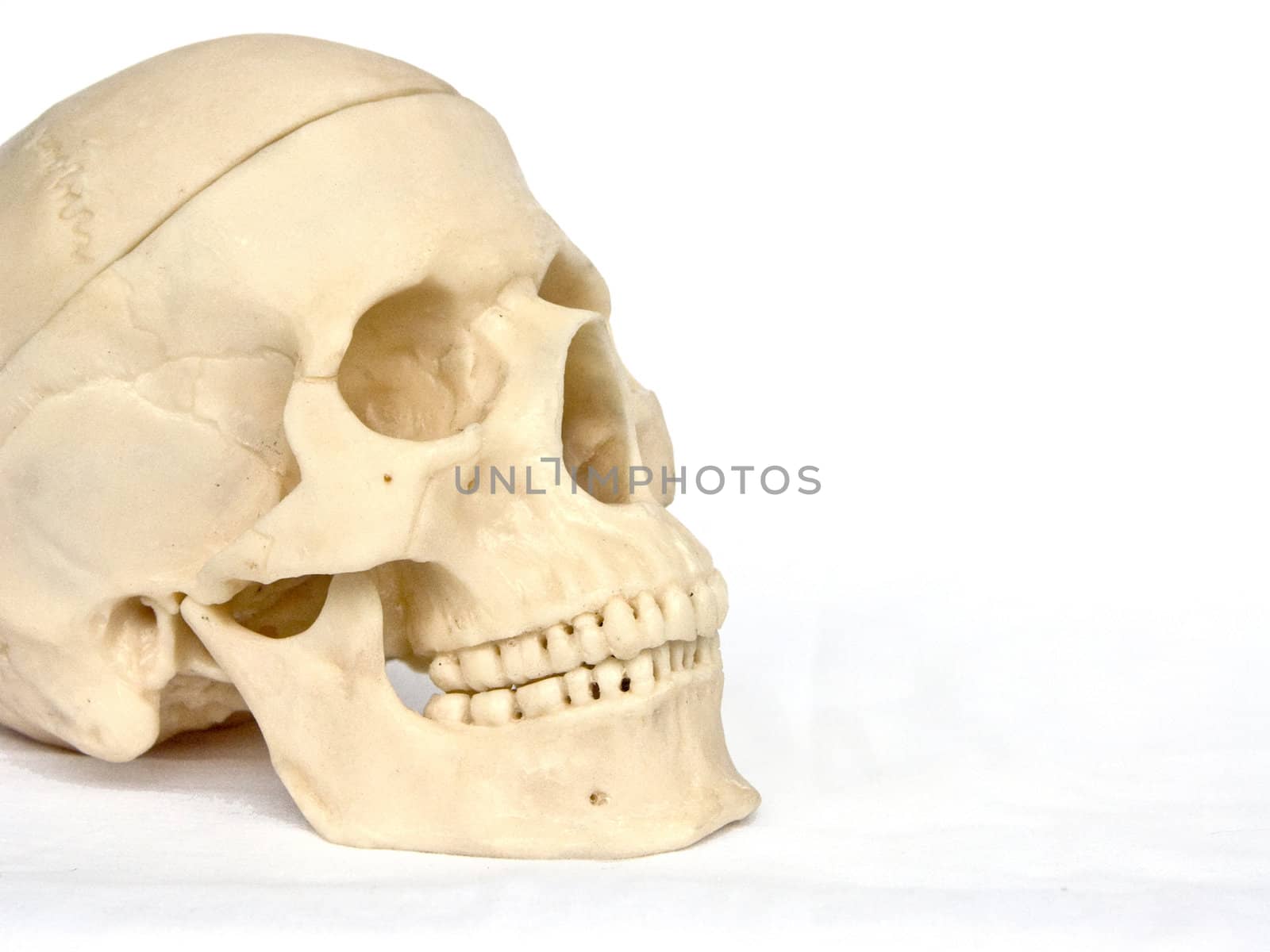 The image of a skull of the person on a homogeneous background