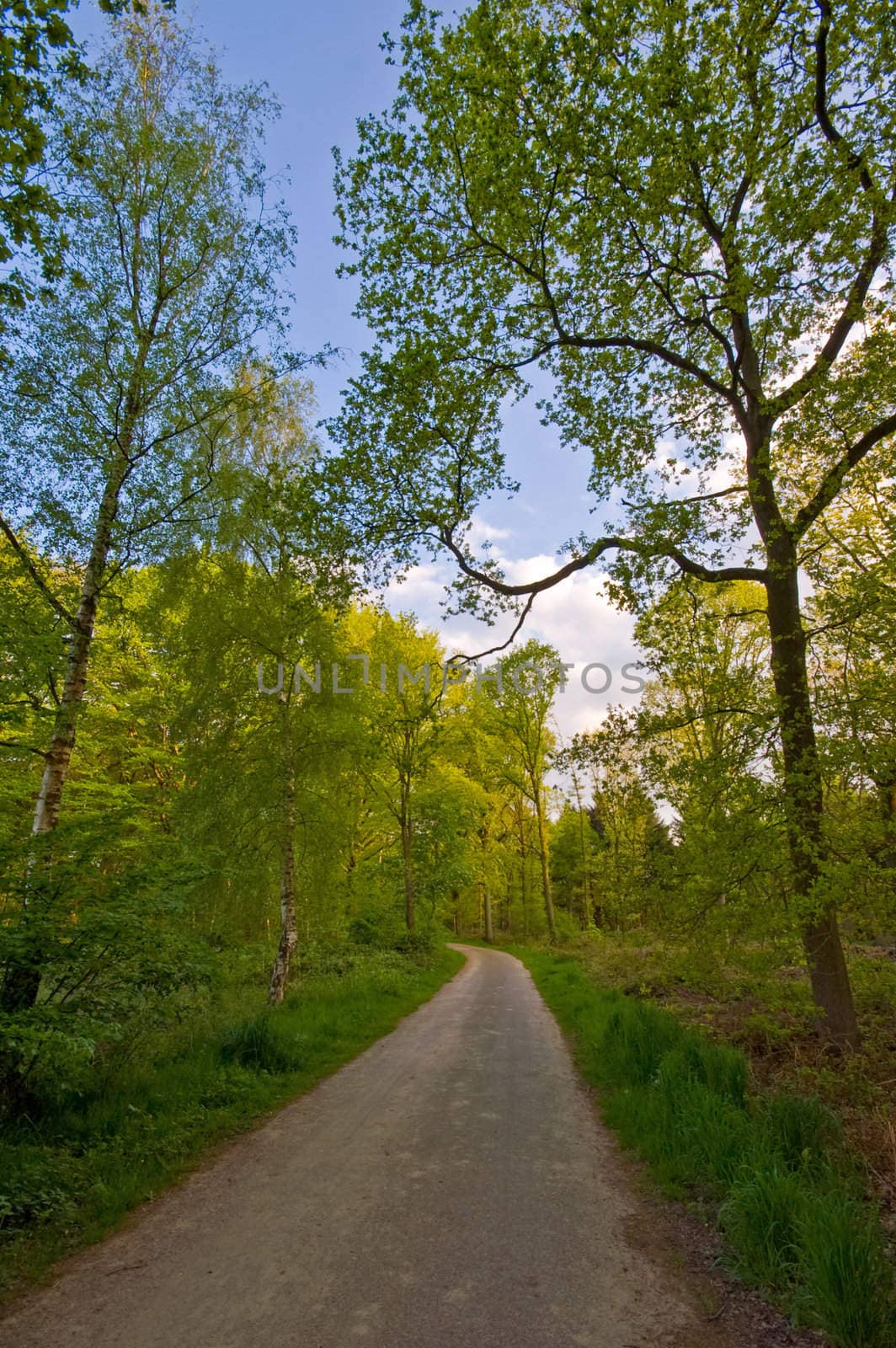 bright forest with country road through
