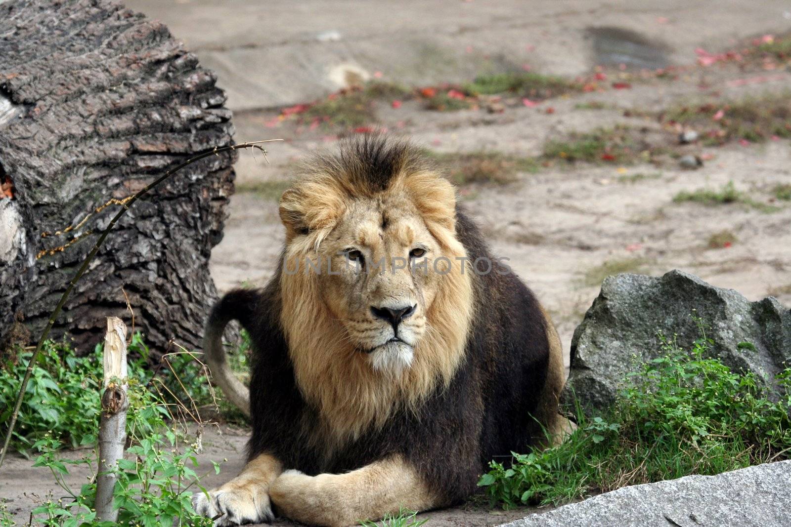 Portrait of a noble male lion lying on ground.