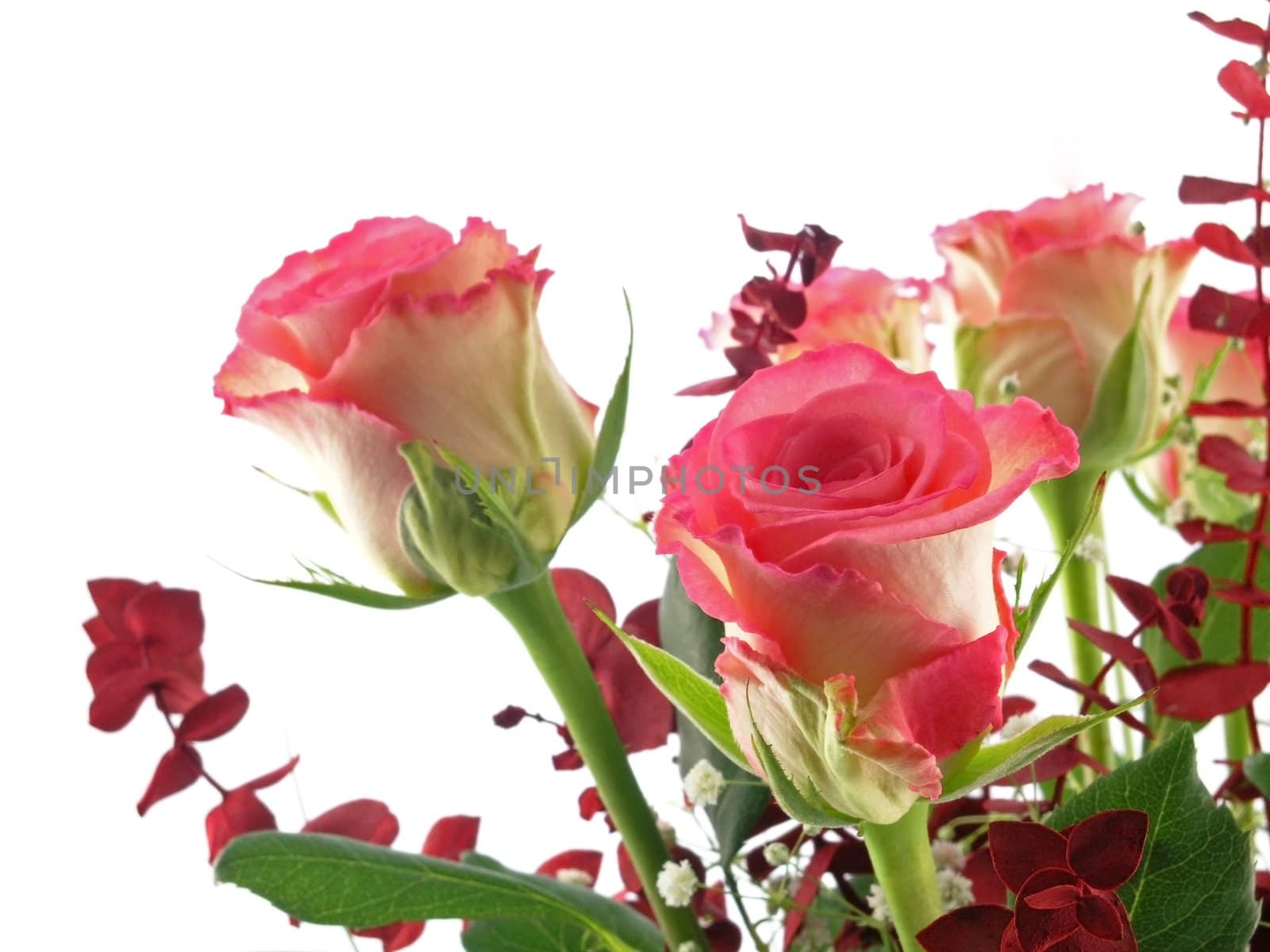 rose bouquet  isolated on a white background 