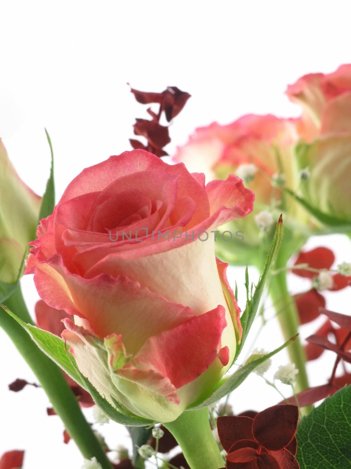 rose bouquet  isolated on a white background 