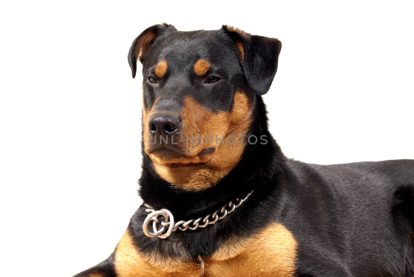 portrait of 10 mounth old rottweiler pincher dog