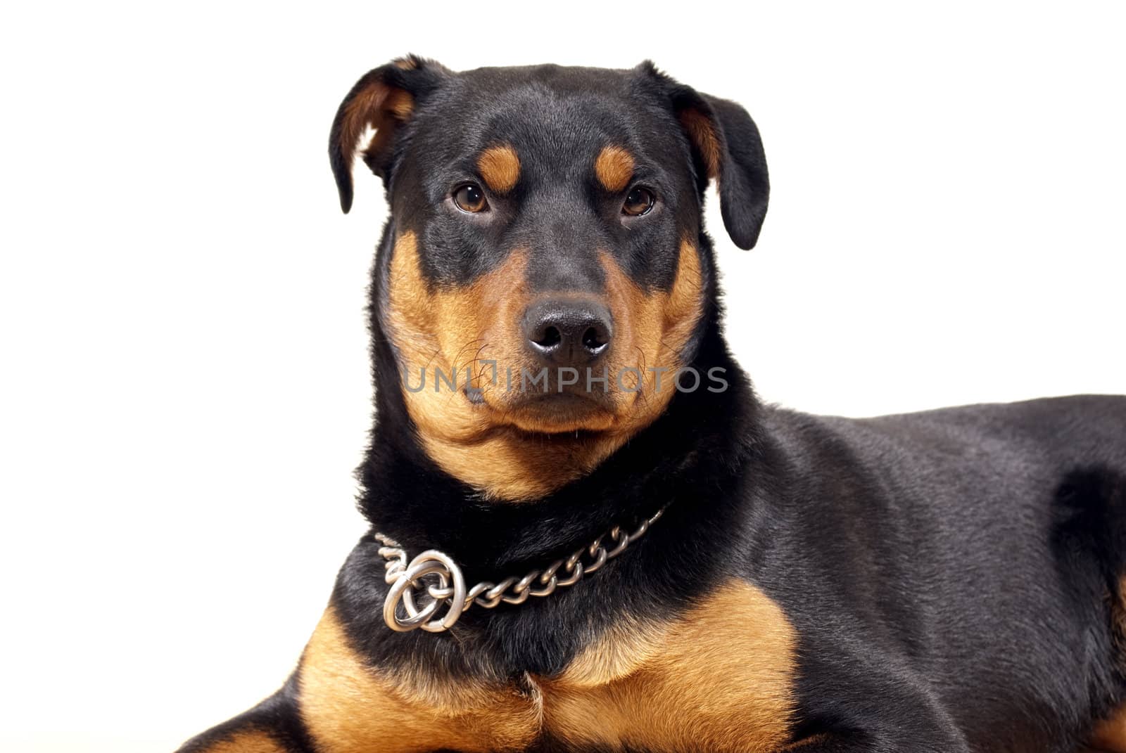 portrait of 10 mounth old rottweiler pincher dog