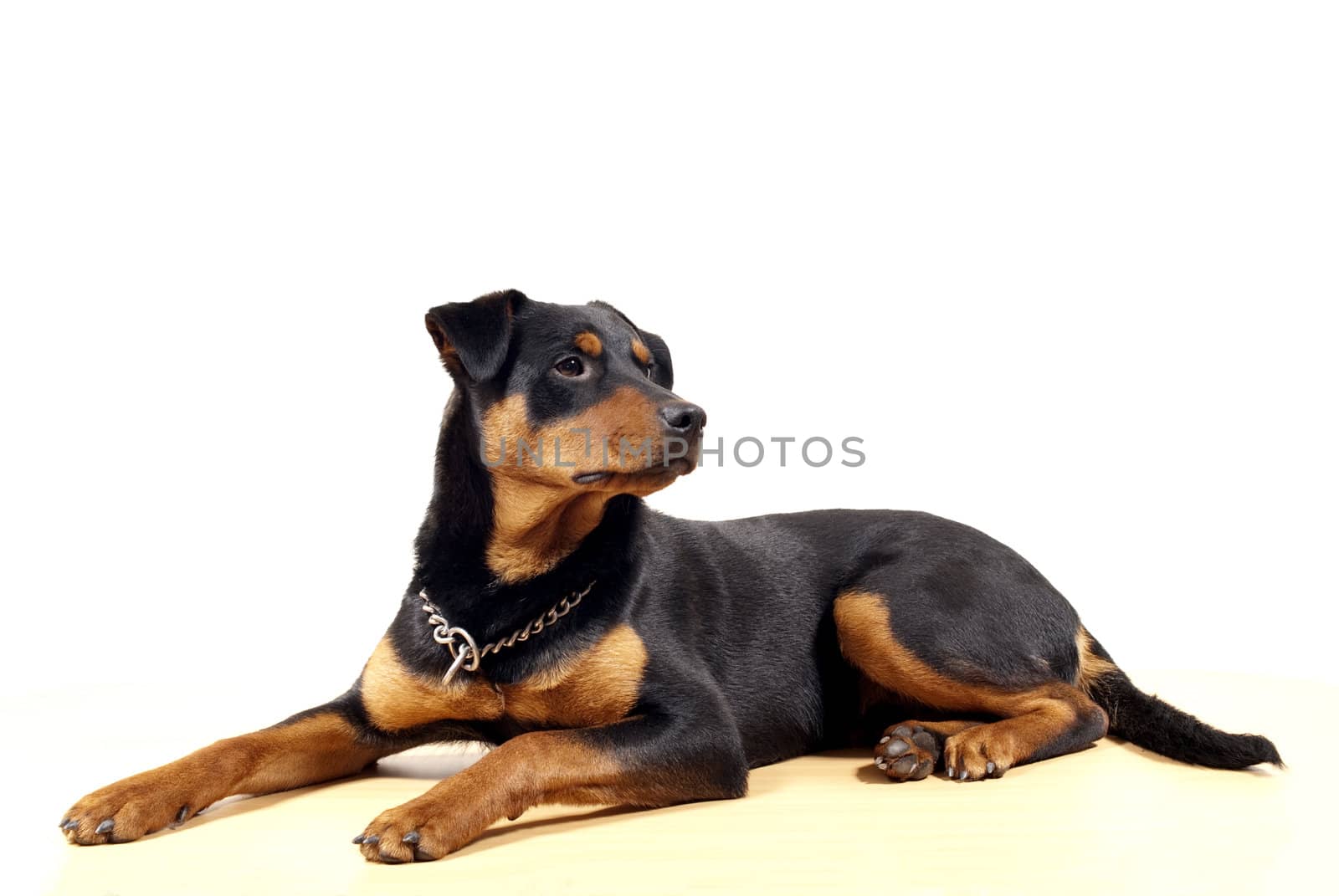 portrait of 10 mounth old rottweiler pincher dog