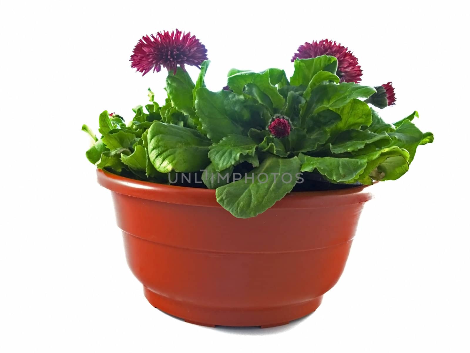 Colorful spring daisy in containers isolated on white background