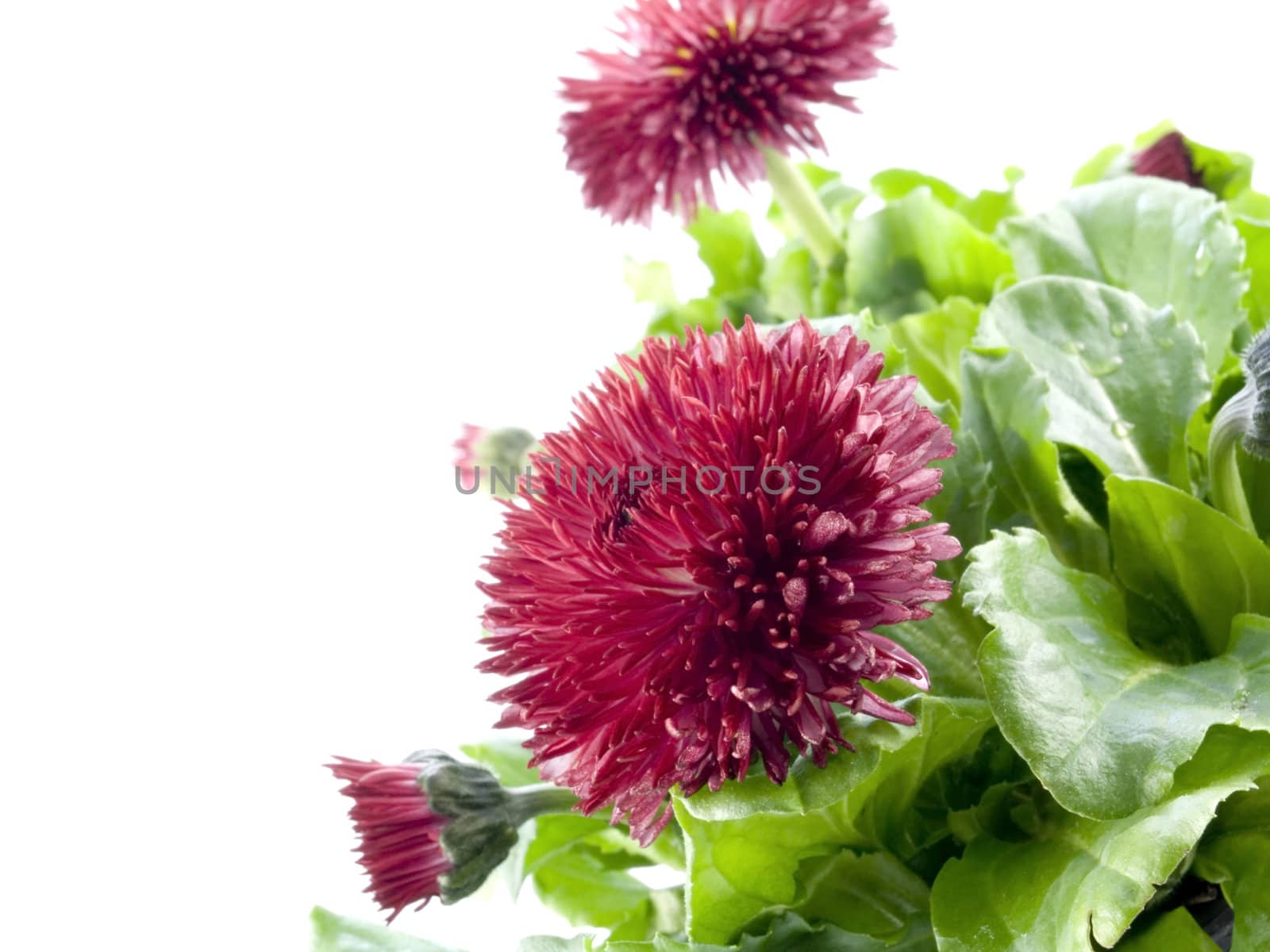 Colorful spring daisy in containers isolated on white background