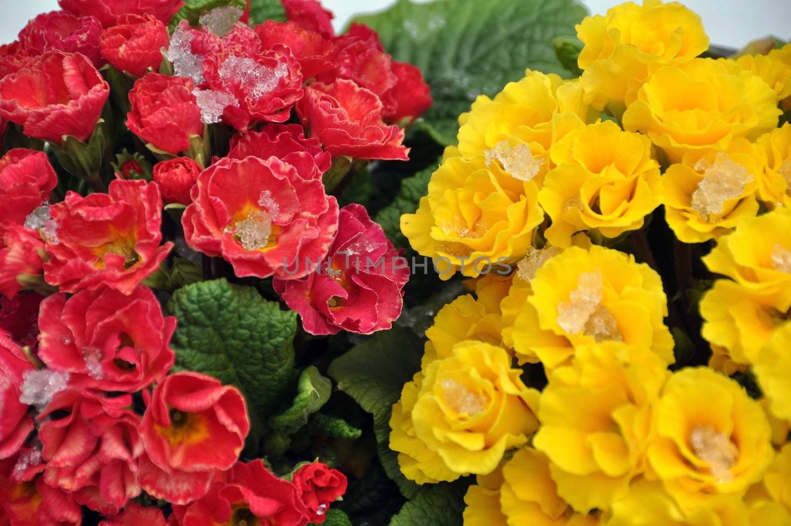 Red and yellow primula (primroses) covered with bits of snow