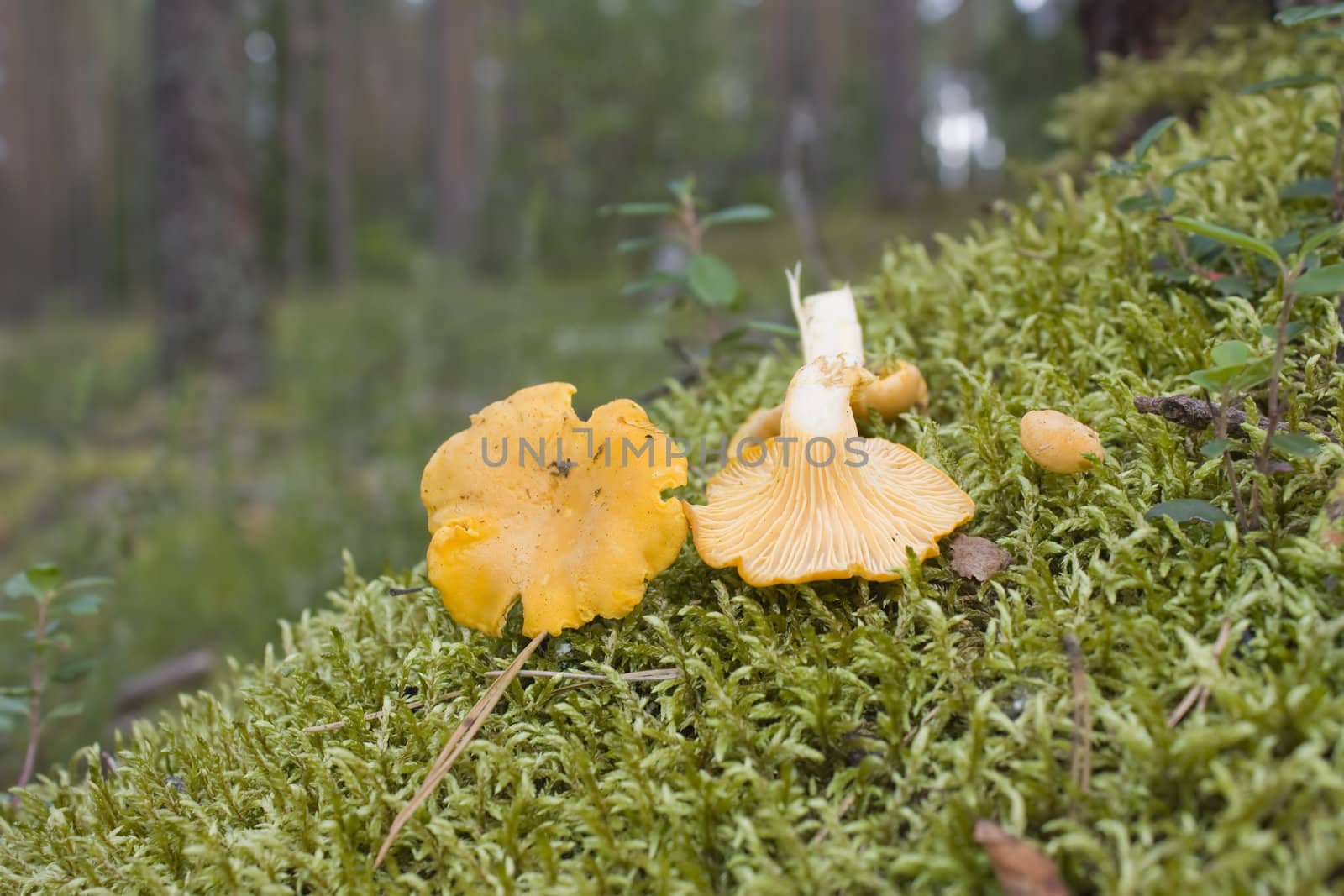 mushroom Vulpecula, against the backdrop of moss, in the woods