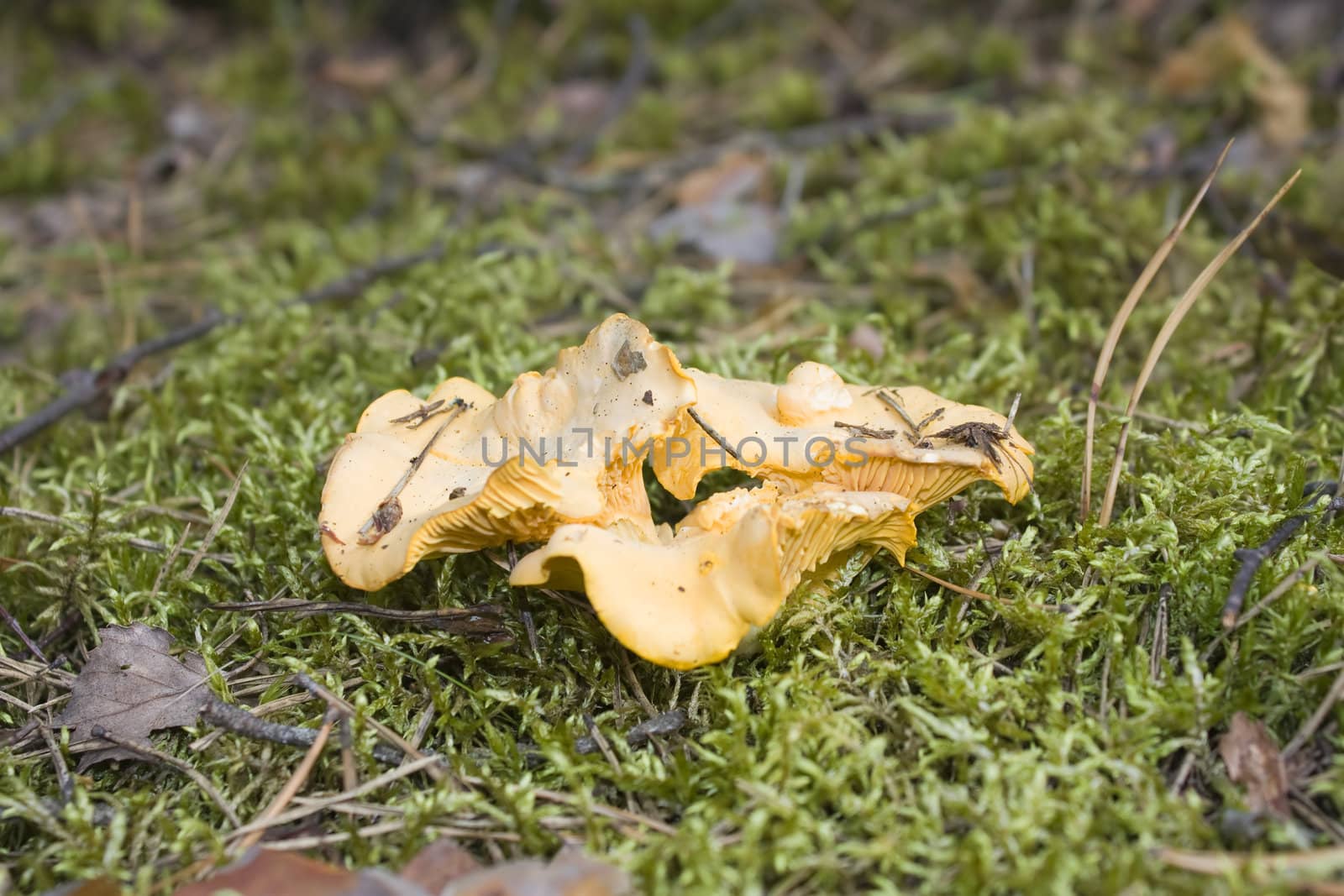 mushroom Vulpecula, against the backdrop of moss, in the woods