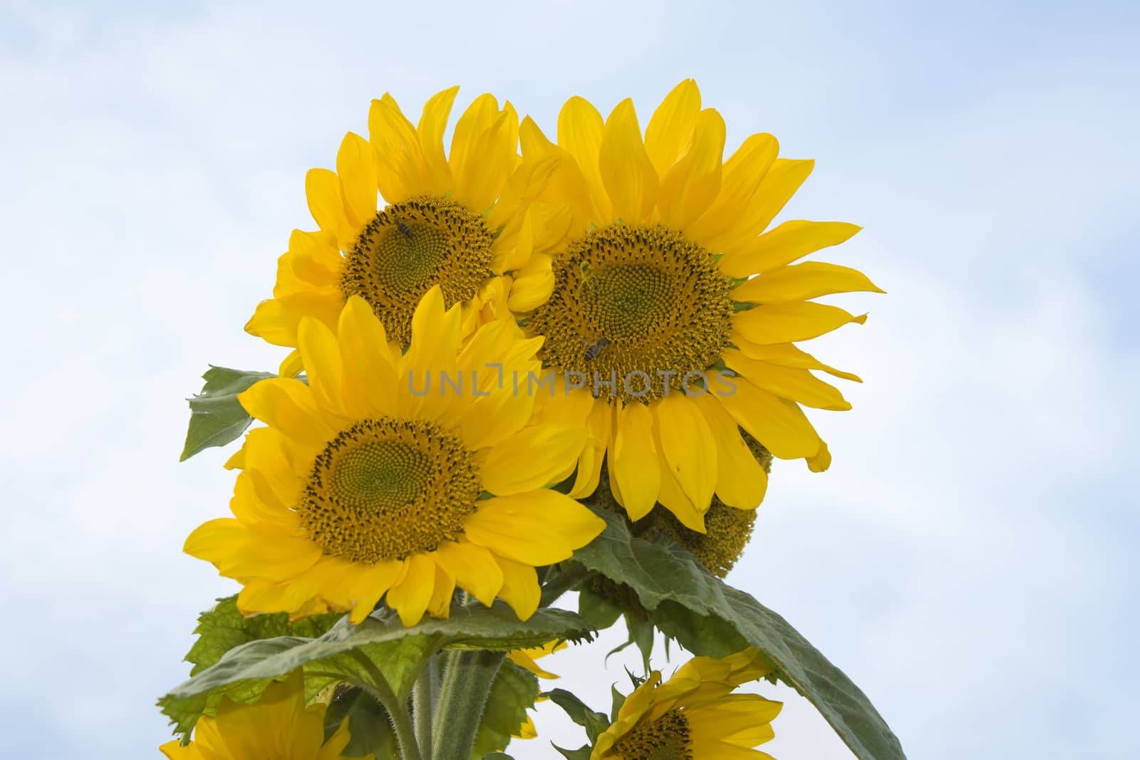 sunflower, against a backdrop of blue sky