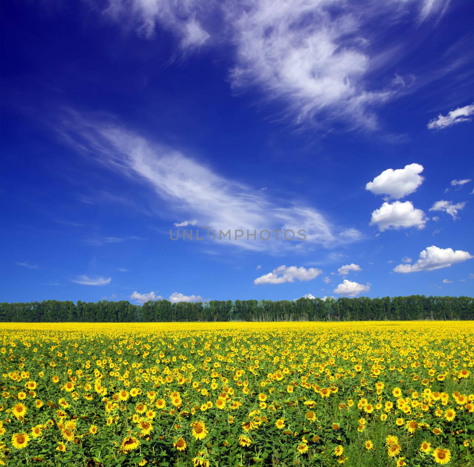 sunflowers field under sky by Mikko