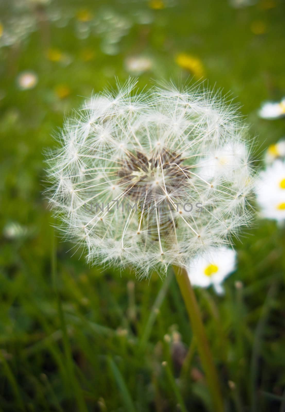 dandelion and daisies in green grass