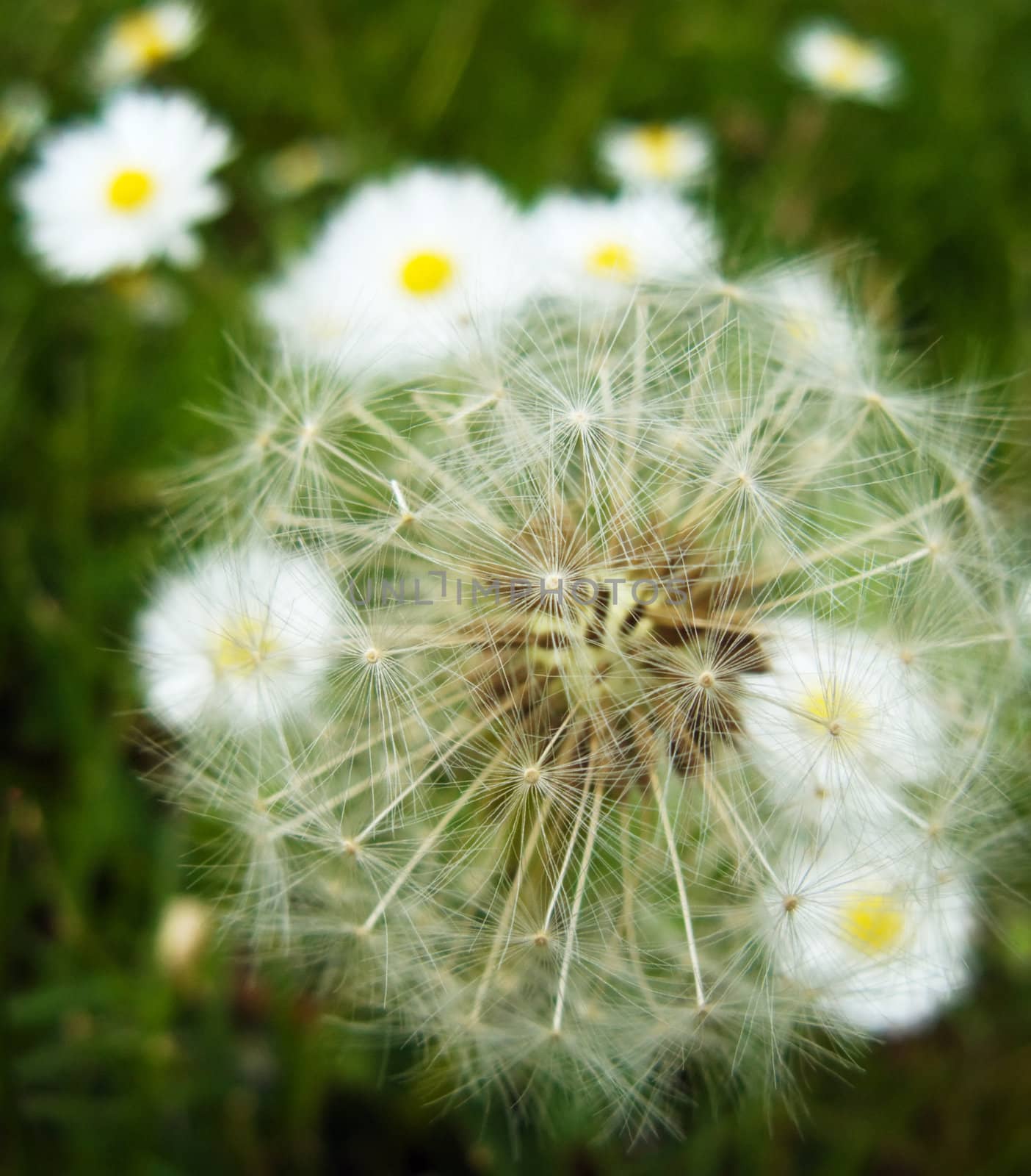 dandelion and daisies in green grass