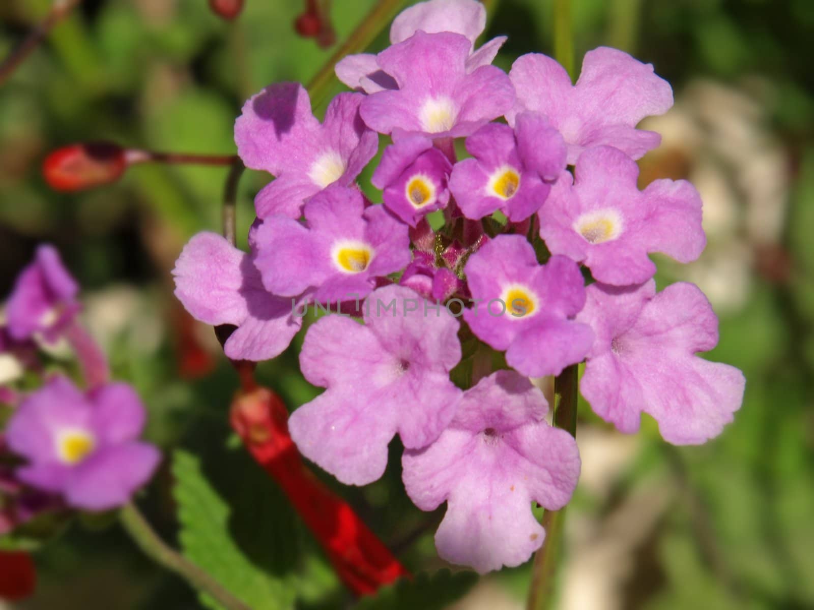 close-up image of a purple lantana flower