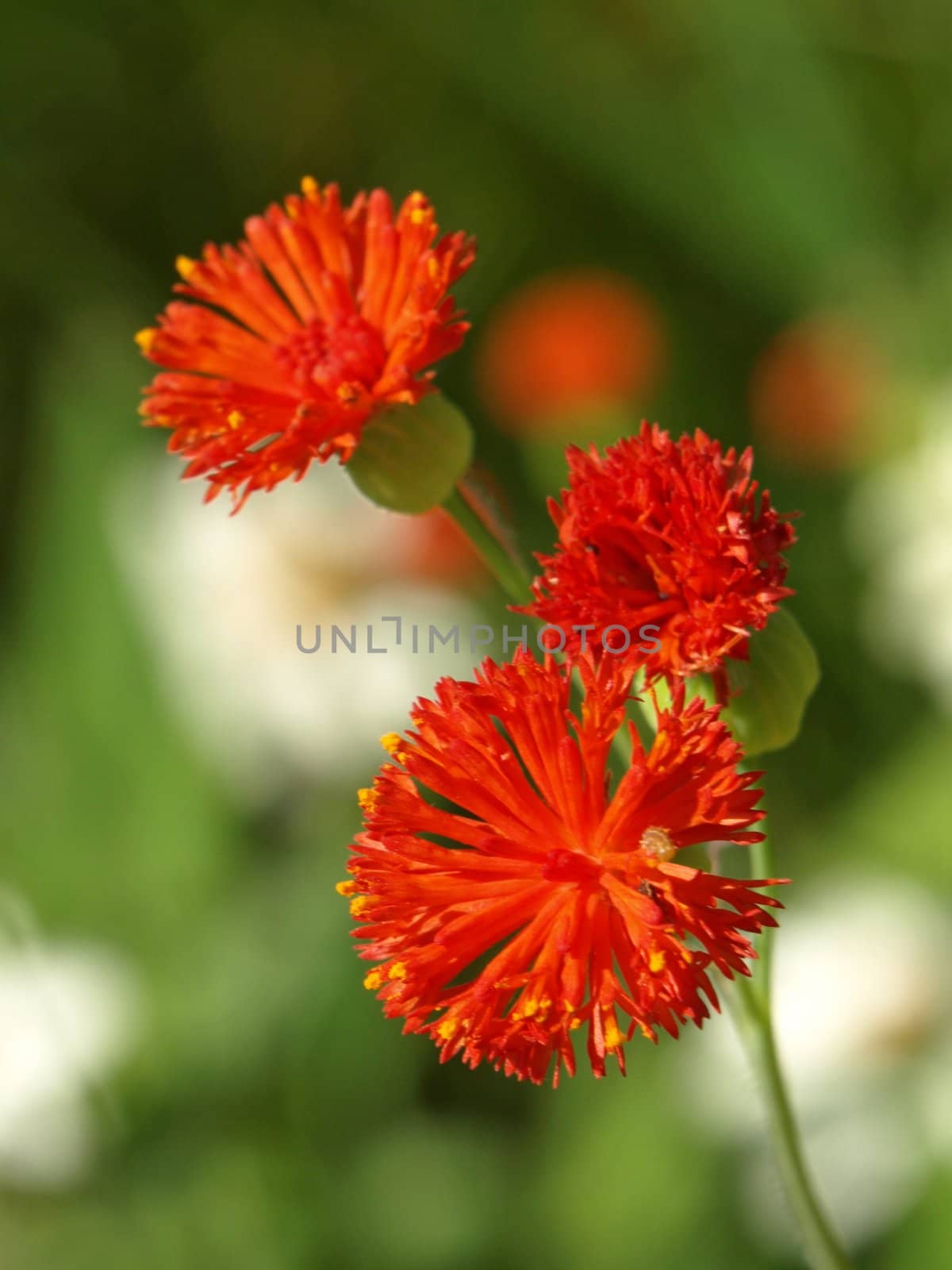 a close-up image of three red flowers