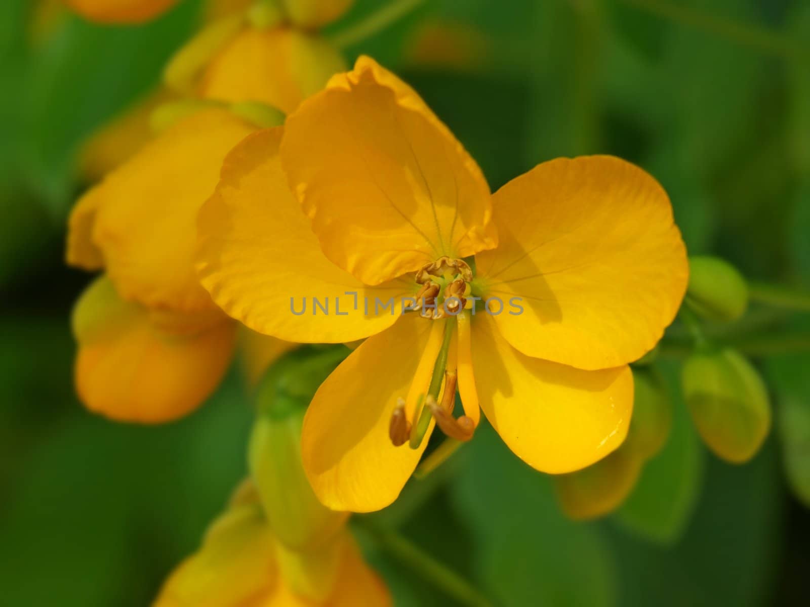 a close-up image of some orange flowers