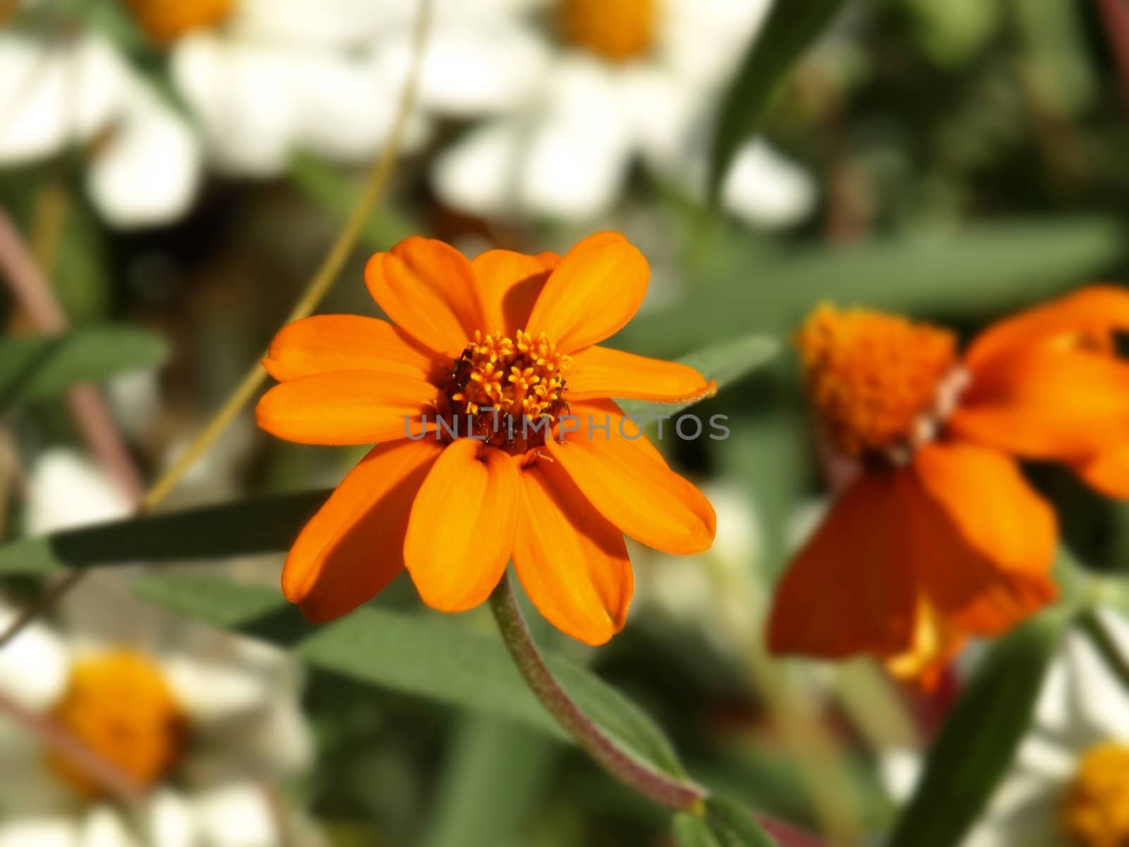 a close-up image of some orange zinnias