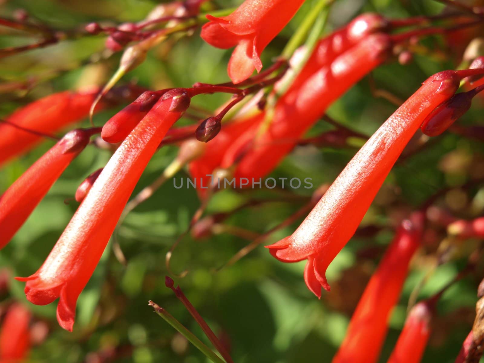a close-up image of some red bellflowers