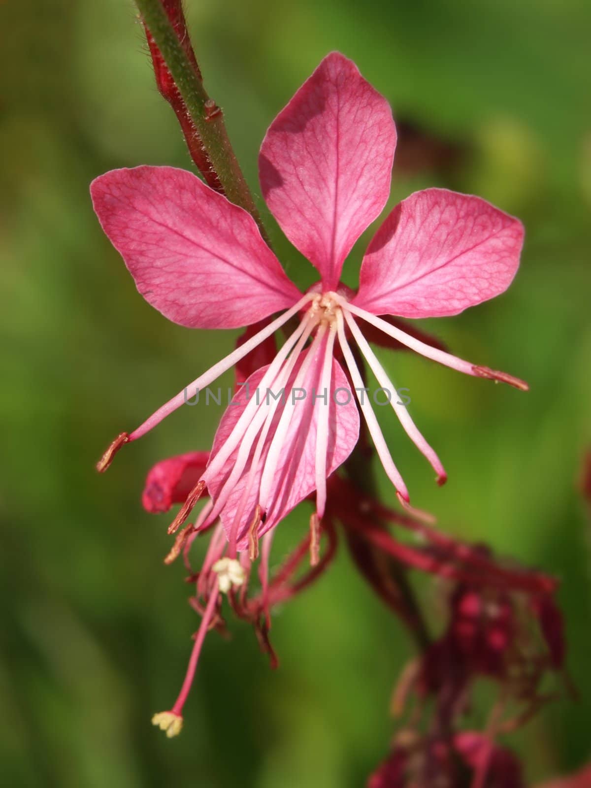 close-up image of an exotic pink flower