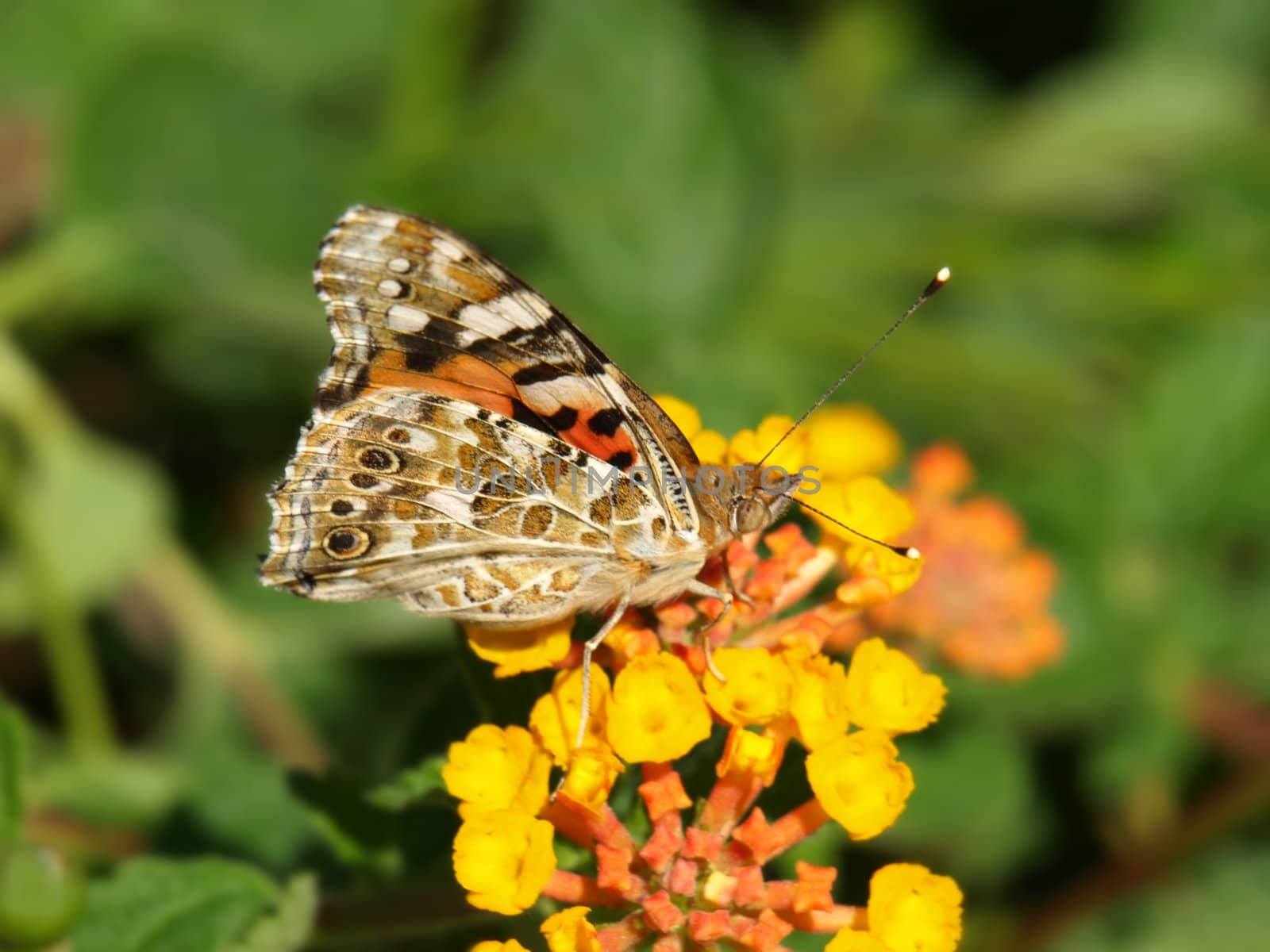 close-up image of a butterfly on lantana image