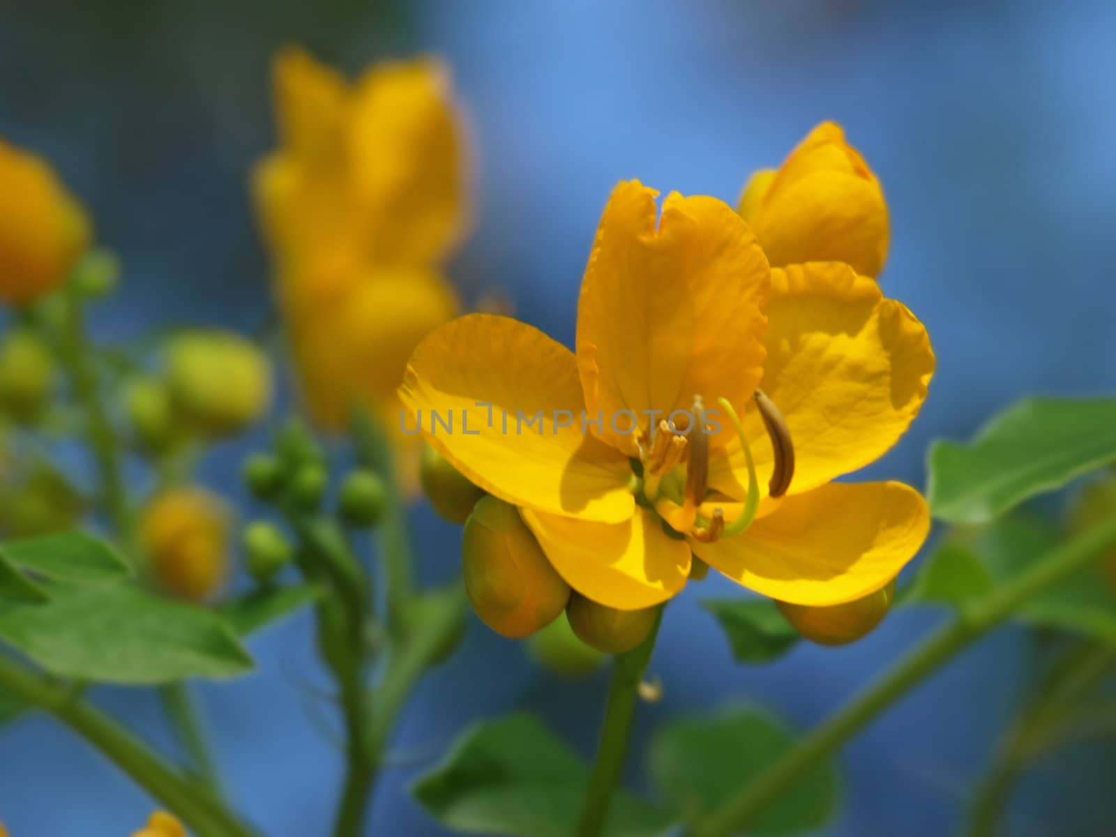 a close-up image of some orange flowers