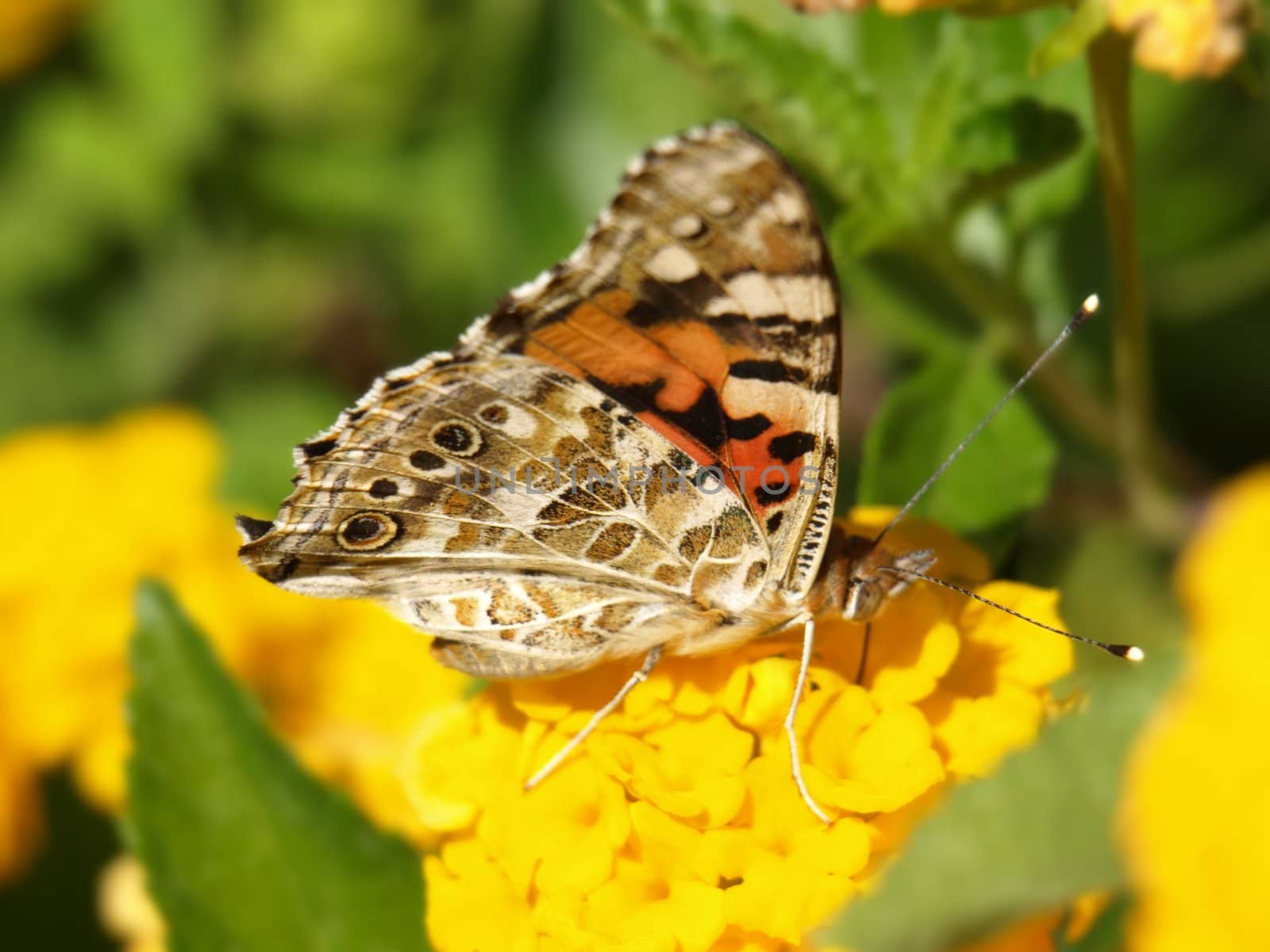 a close-up image of a butterfly on a lantana