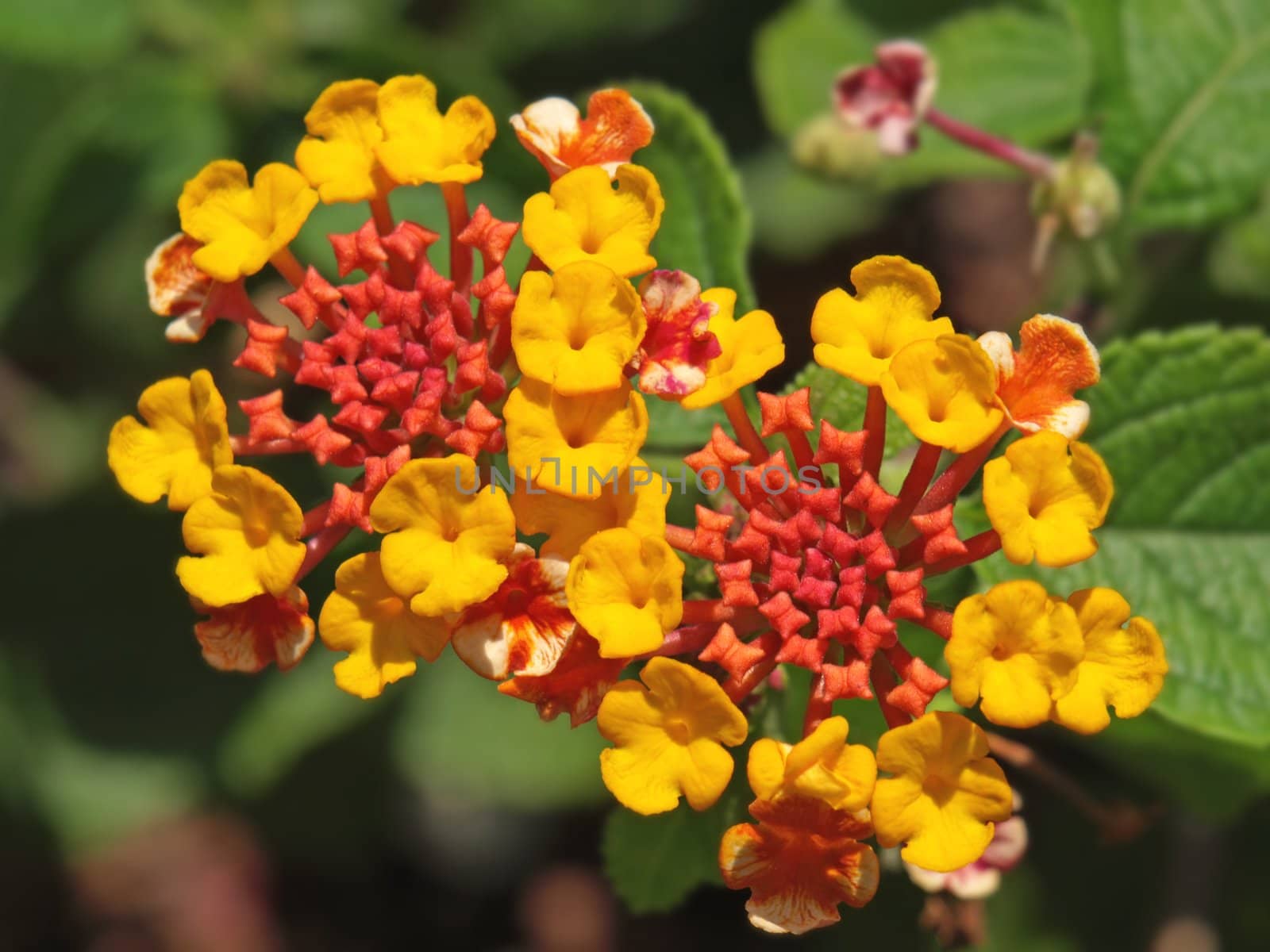 close-up image of some red orange and yellow lantana flowers