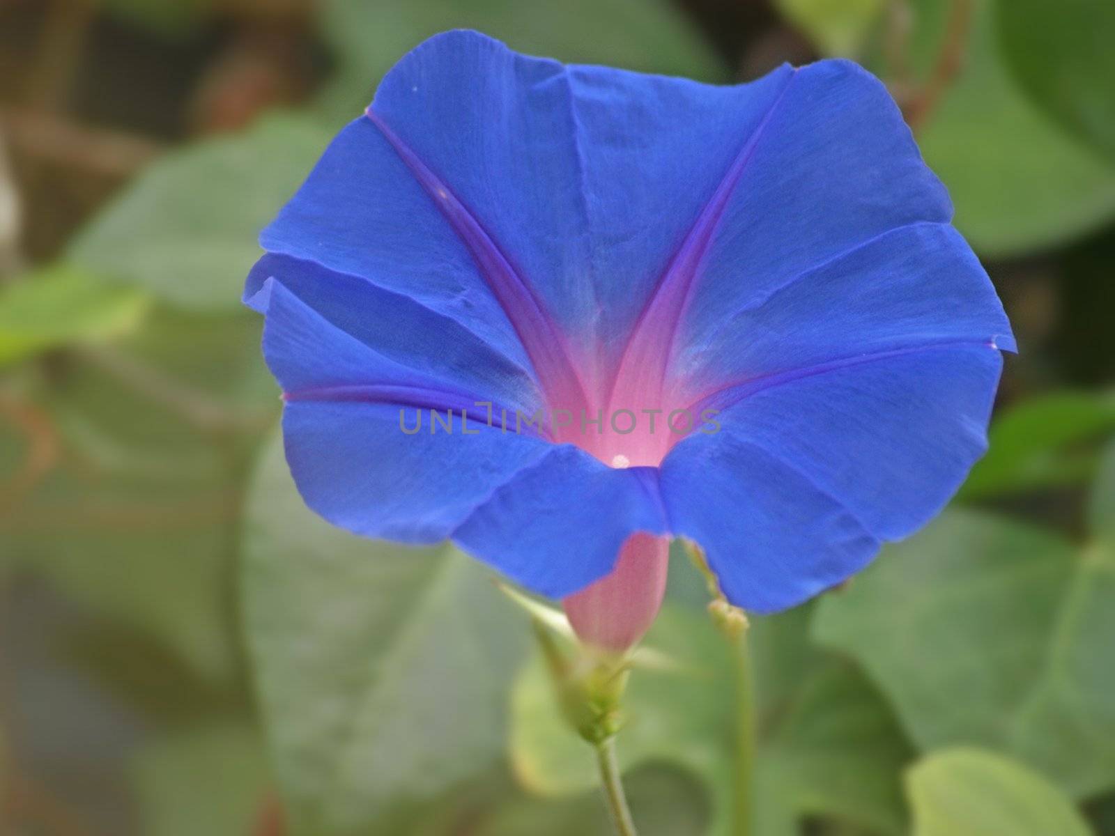 close-up image of a blue morning glory