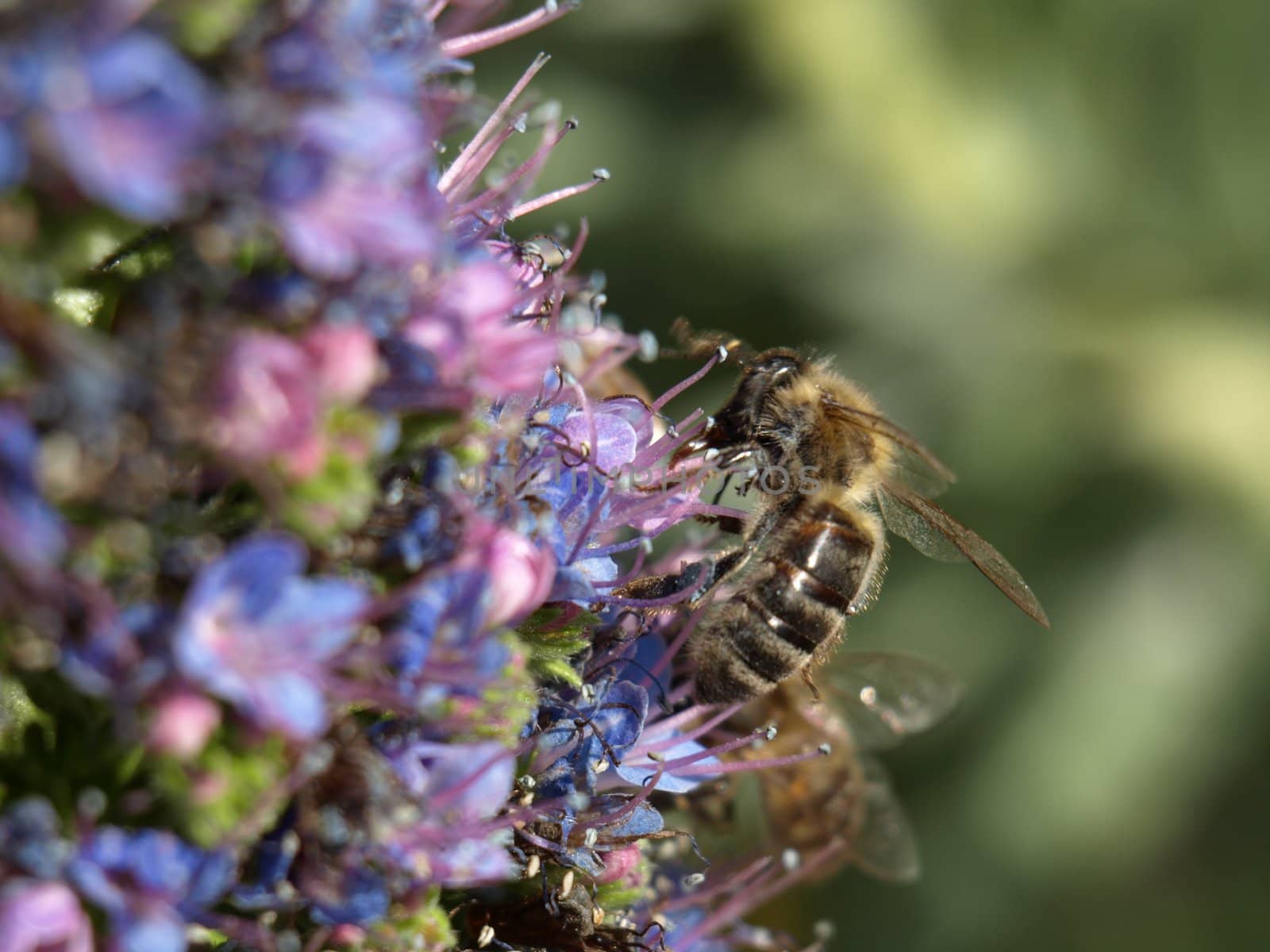 close-up image of a bee worling on pink and blue flowers