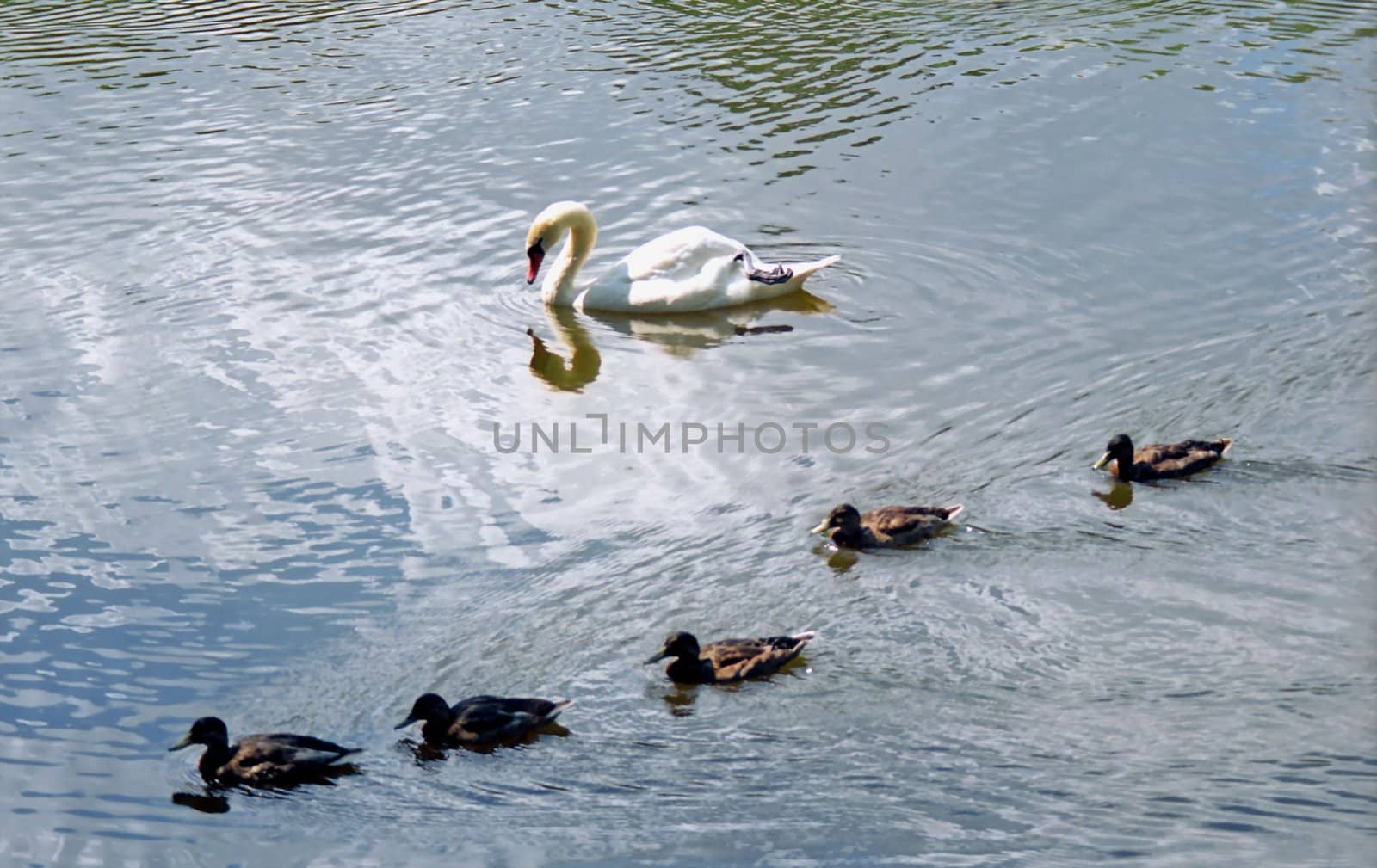 White swam and five ducks by mulden