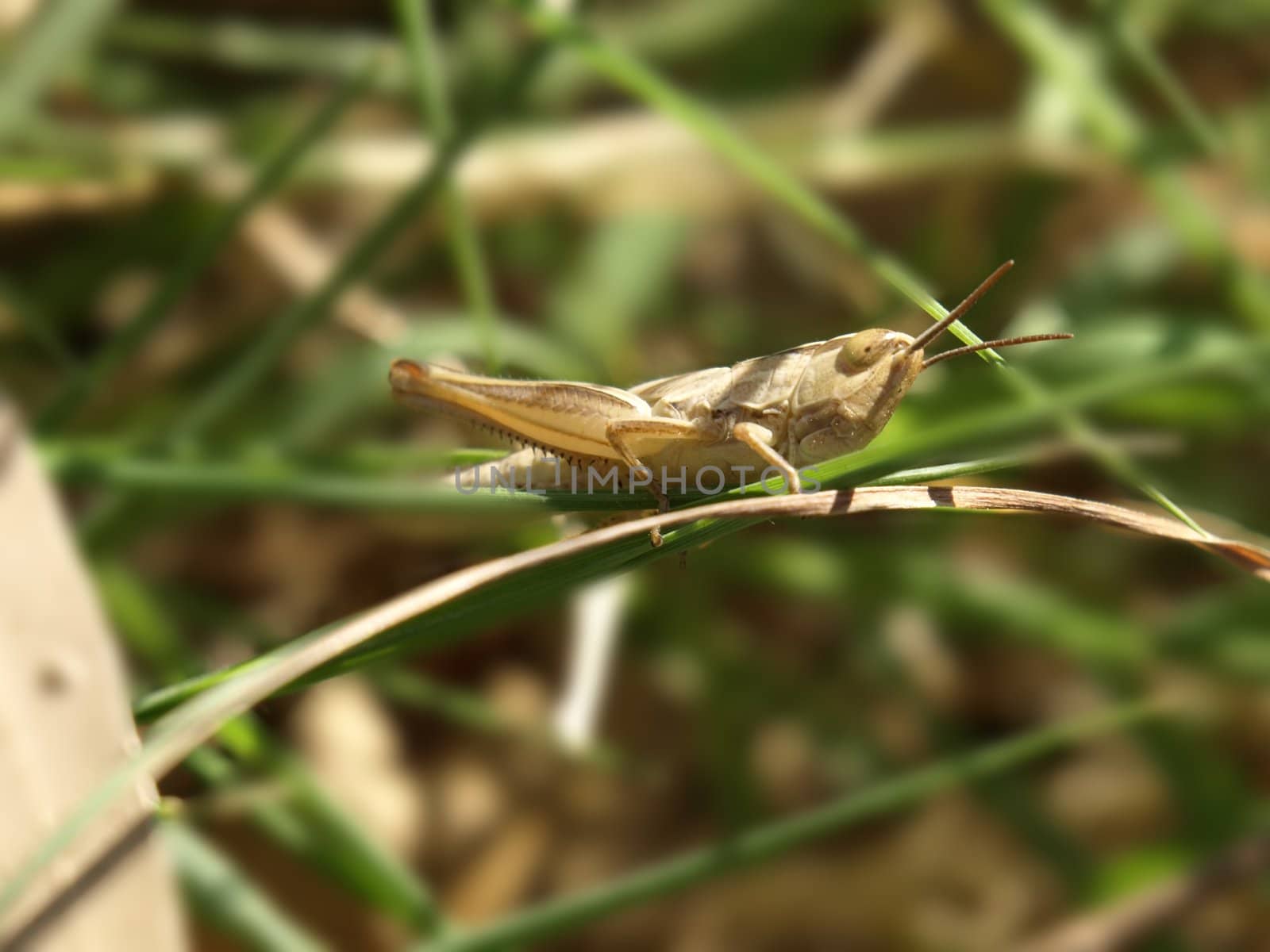 close-up image of a little locust