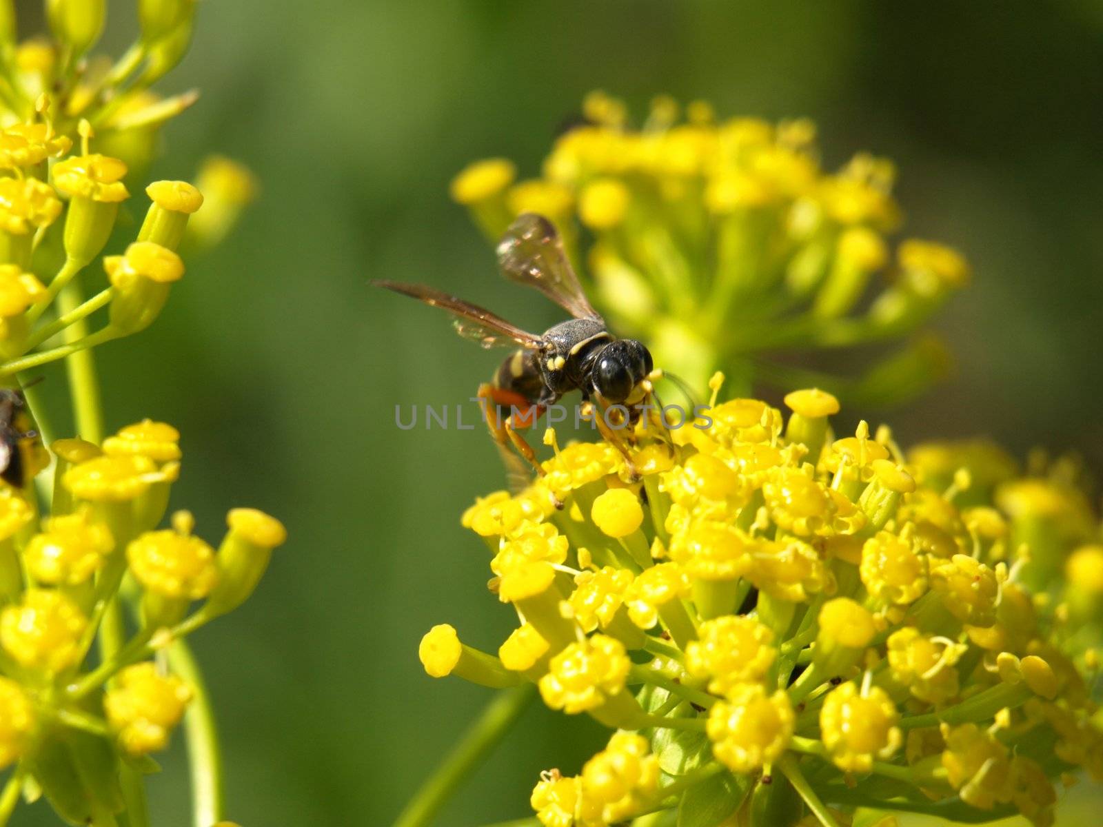 a close-up image of a bee on a fennel