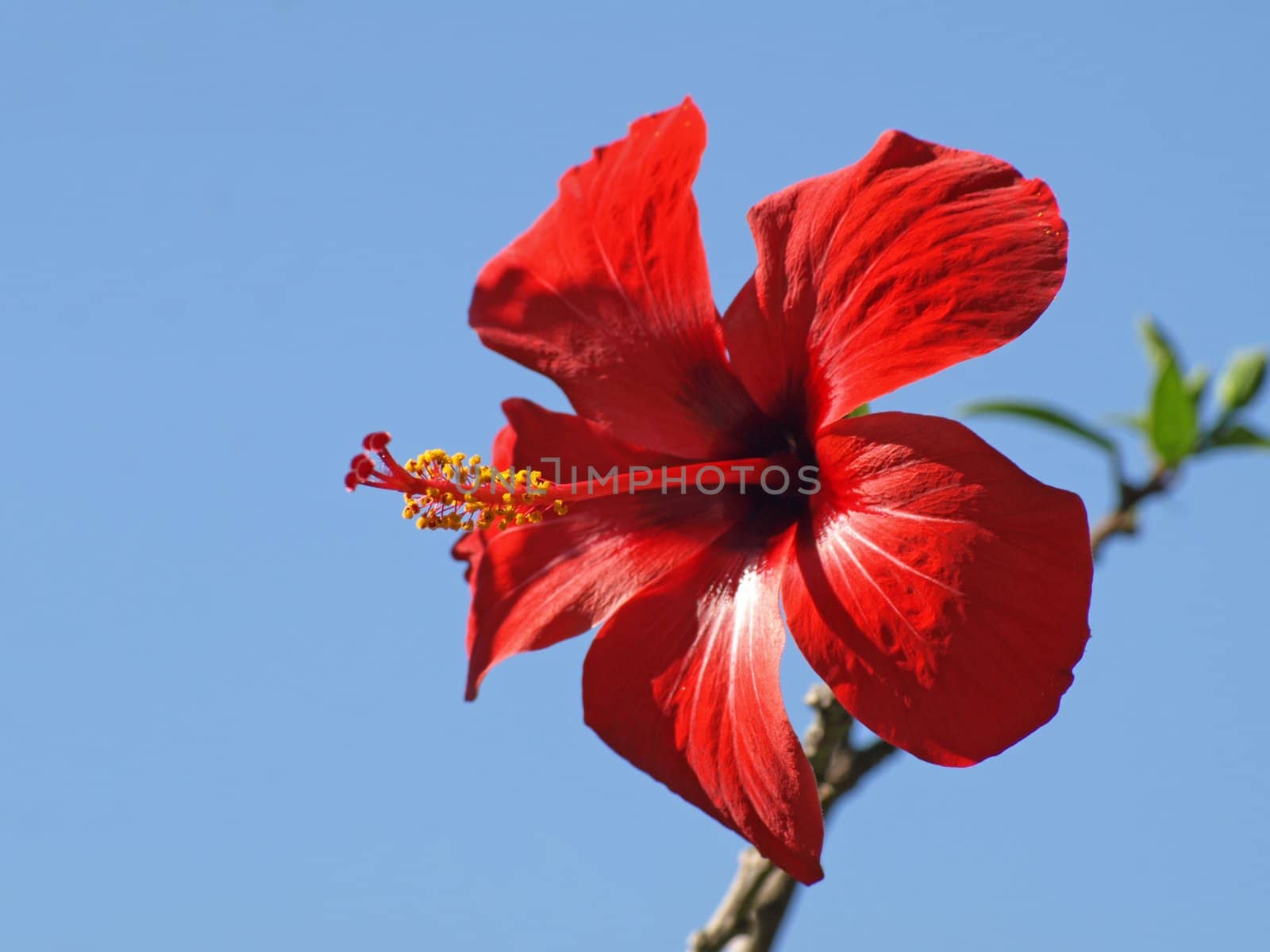 image of a red hibiscus over a blue sky background