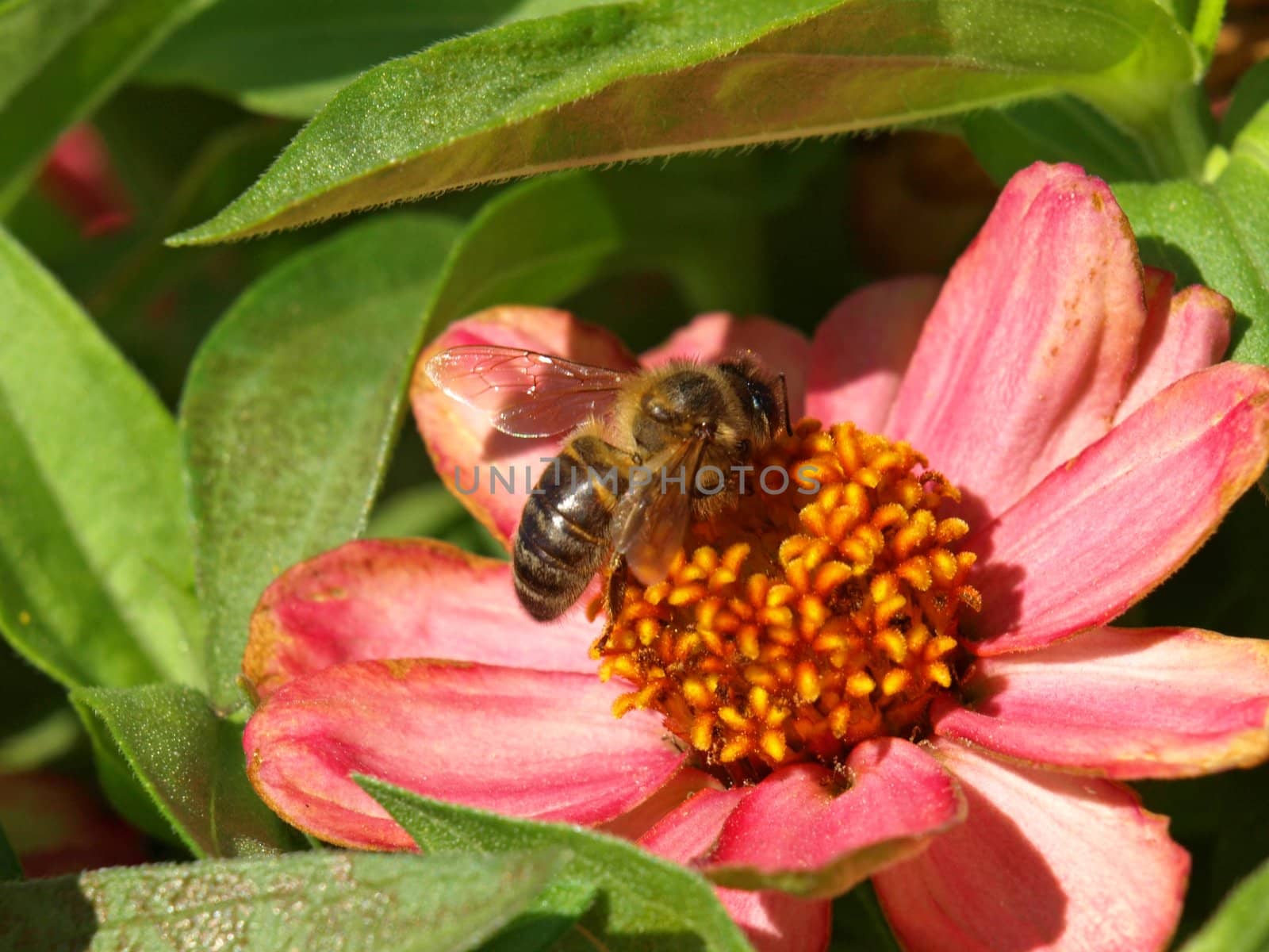 a close-up image of a bee working on a flower