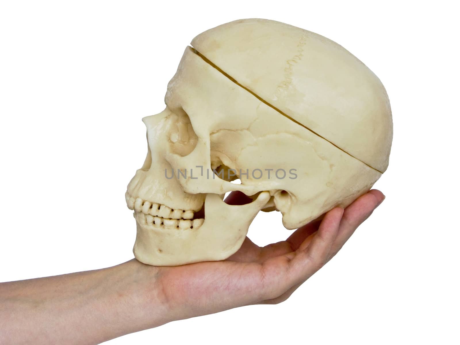 The image of the hand holding a skull on a homogeneous background