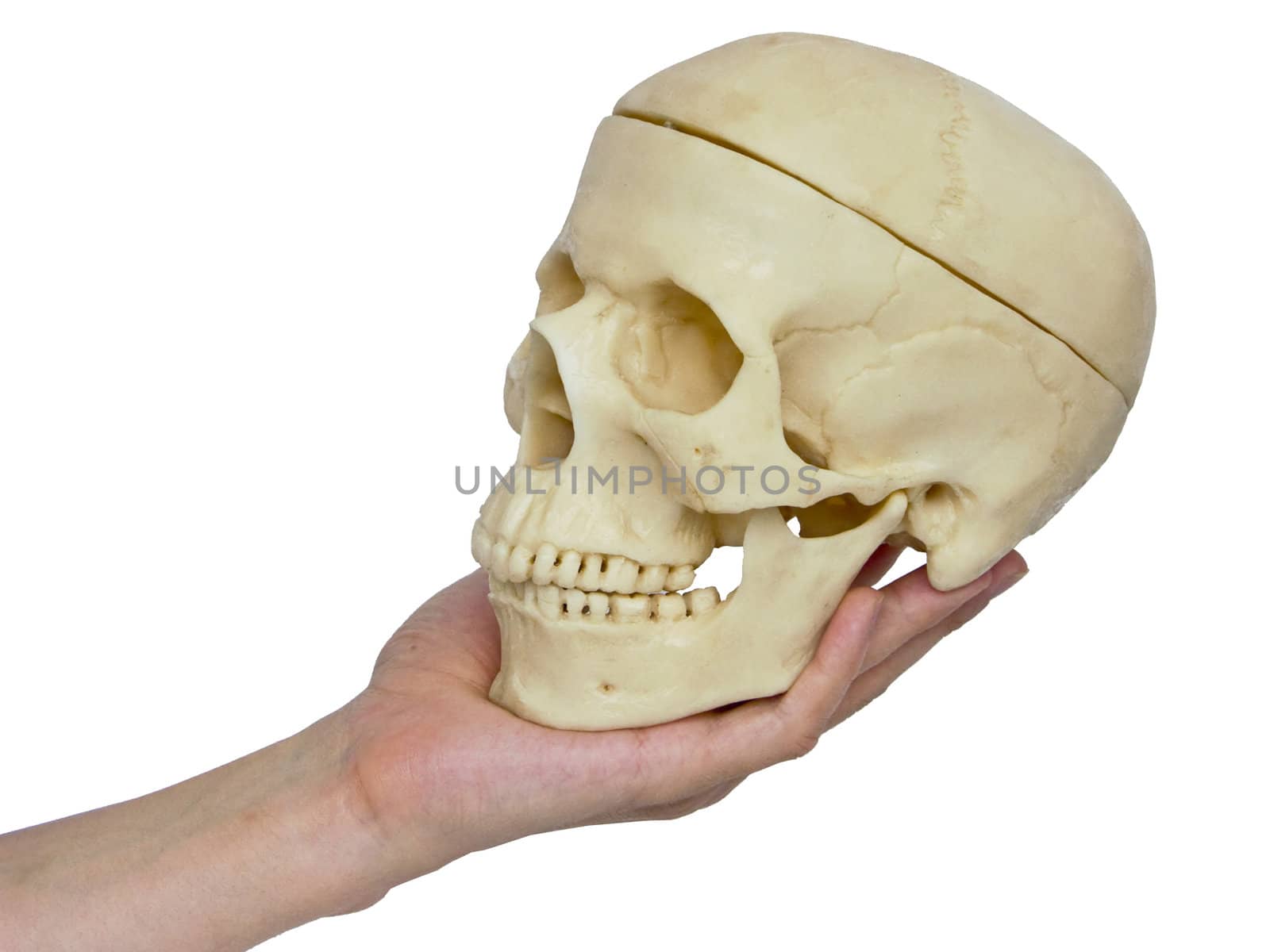 The image of the hand holding a skull on a homogeneous background