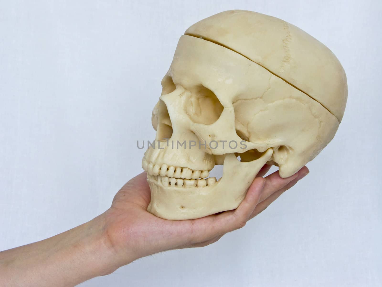 The image of the hand holding a skull on a homogeneous background