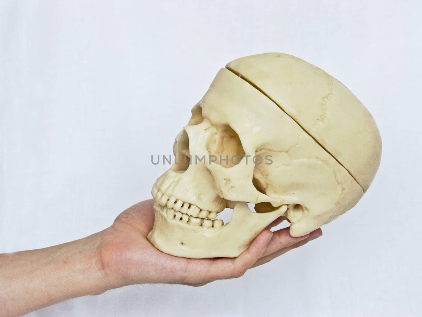 The image of the hand holding a skull on a homogeneous background