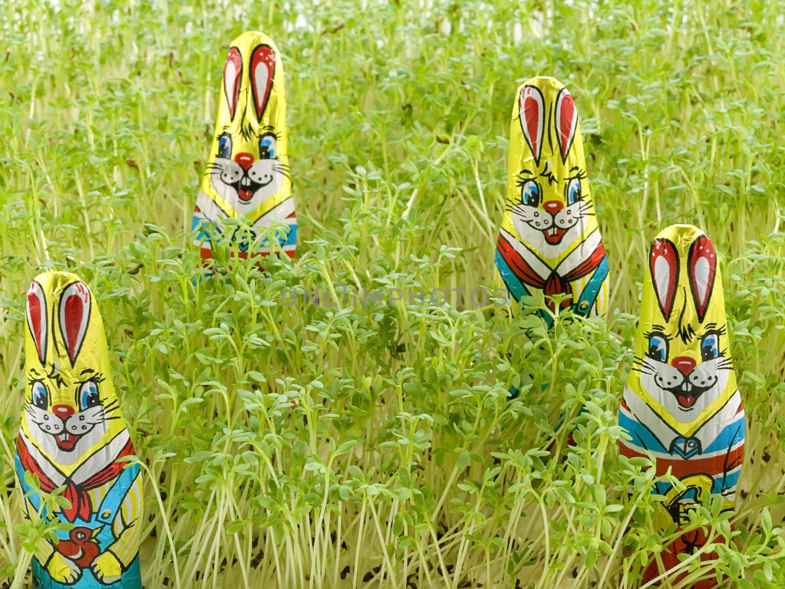 close-up of Chocolate Easter Bunny Hiding in the Grass