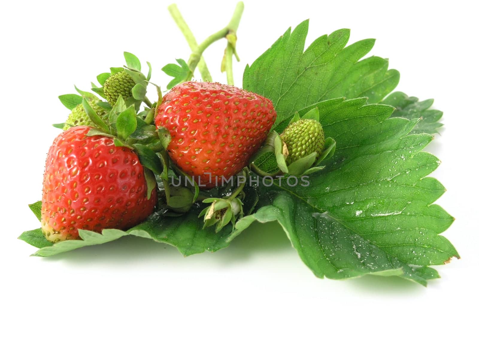 fresh strawberries isolated on white background