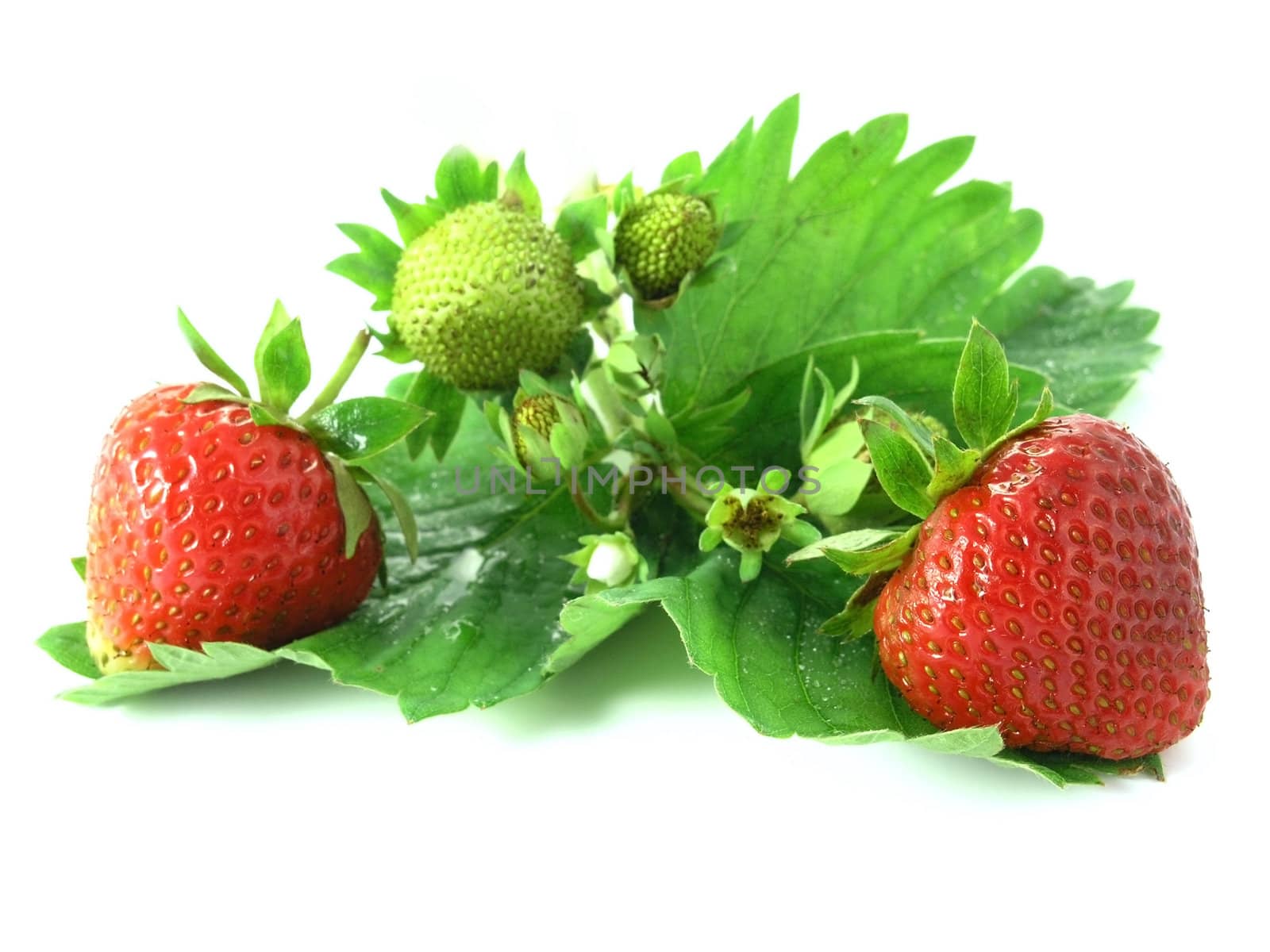 strawberries  by iwka