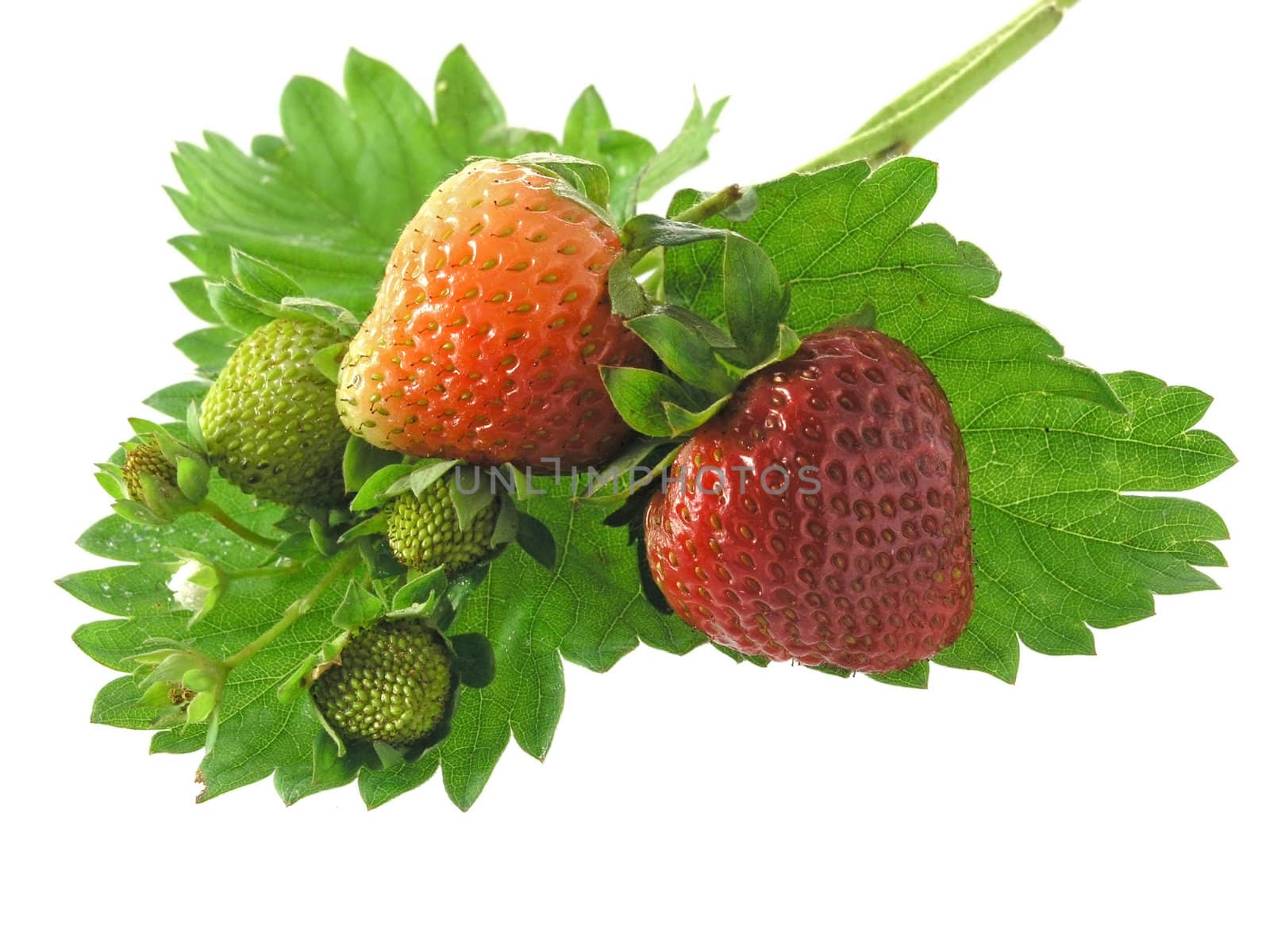 fresh strawberries isolated on white background