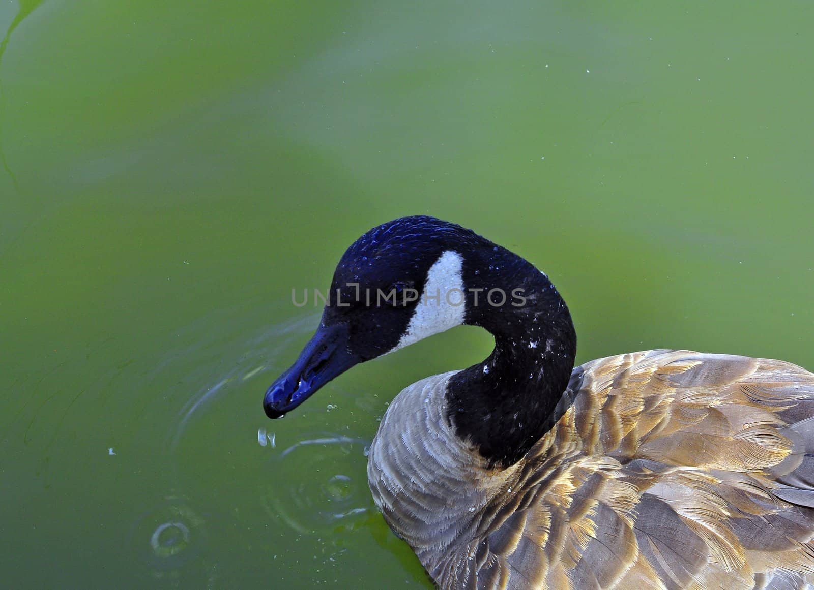 Duck in a pond