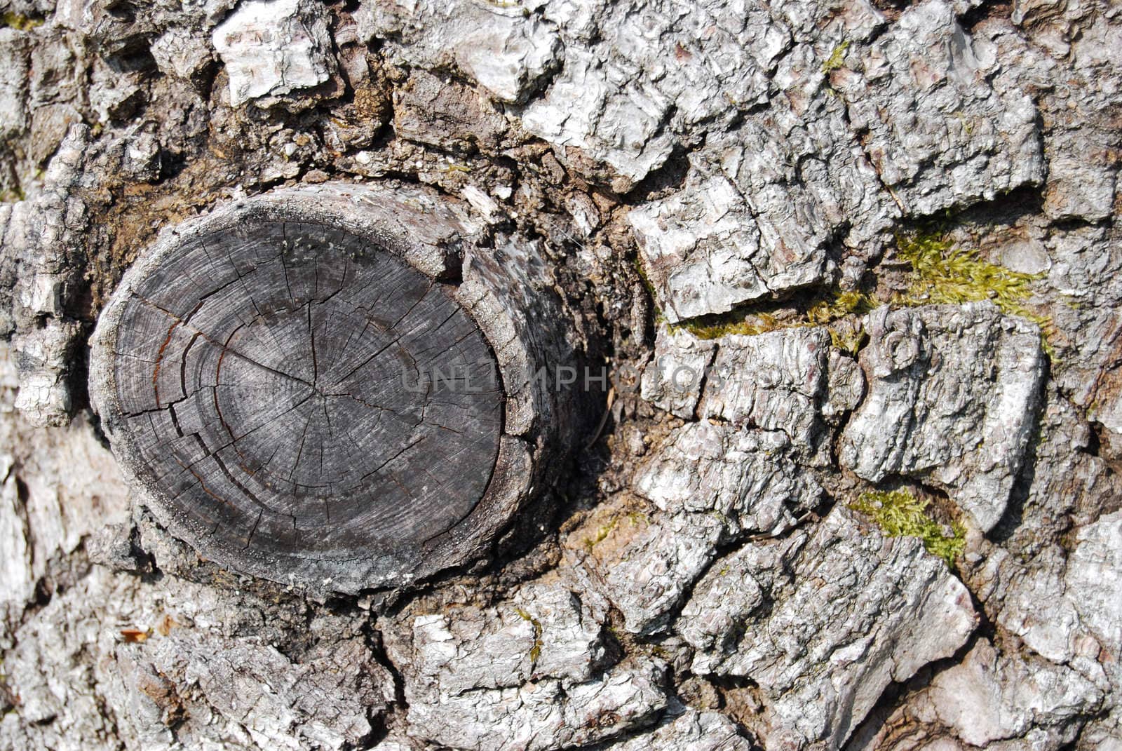 closeup of a tree with a sawed branch