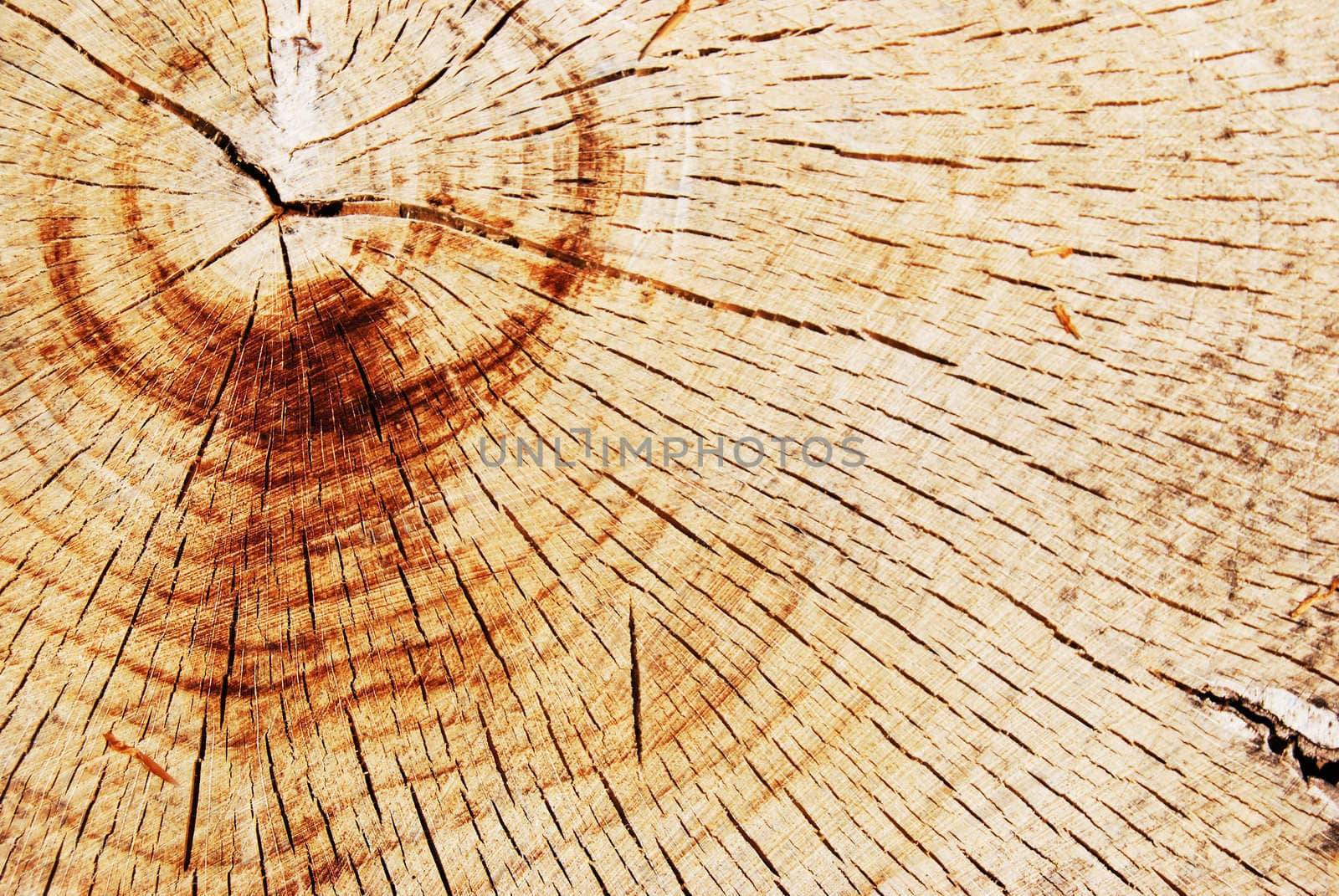 Wood texture by Jule_Berlin