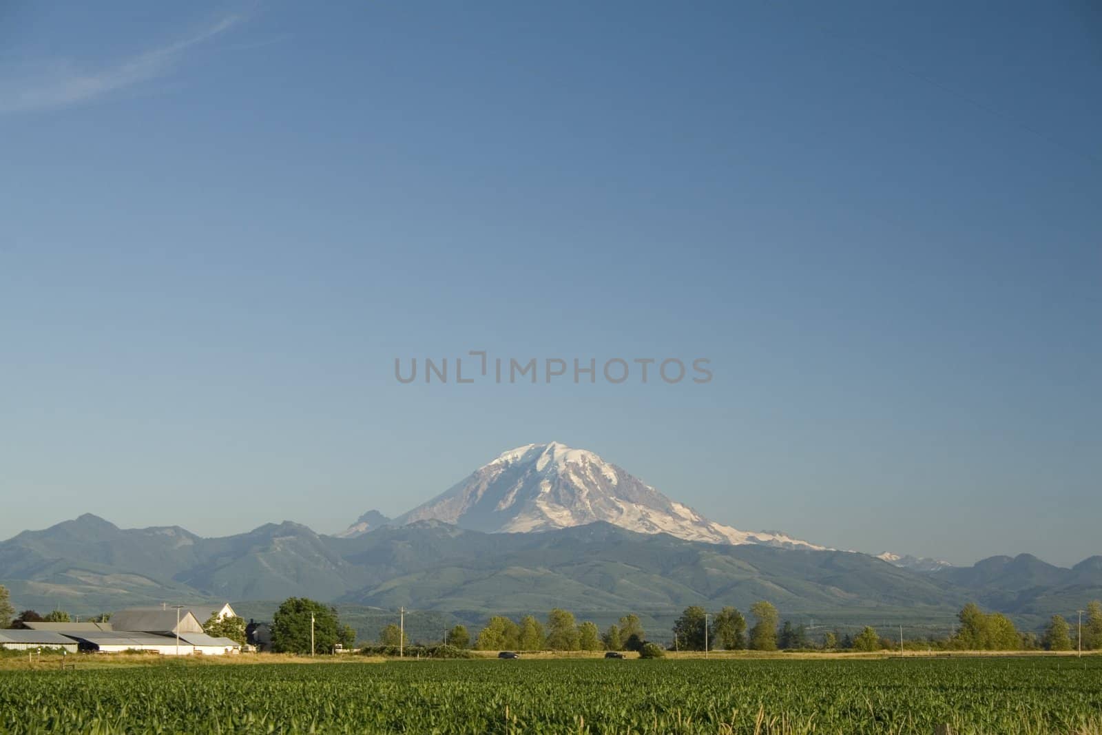 Mount Rainier towers over a rural cornfield near Auburn, Washington.