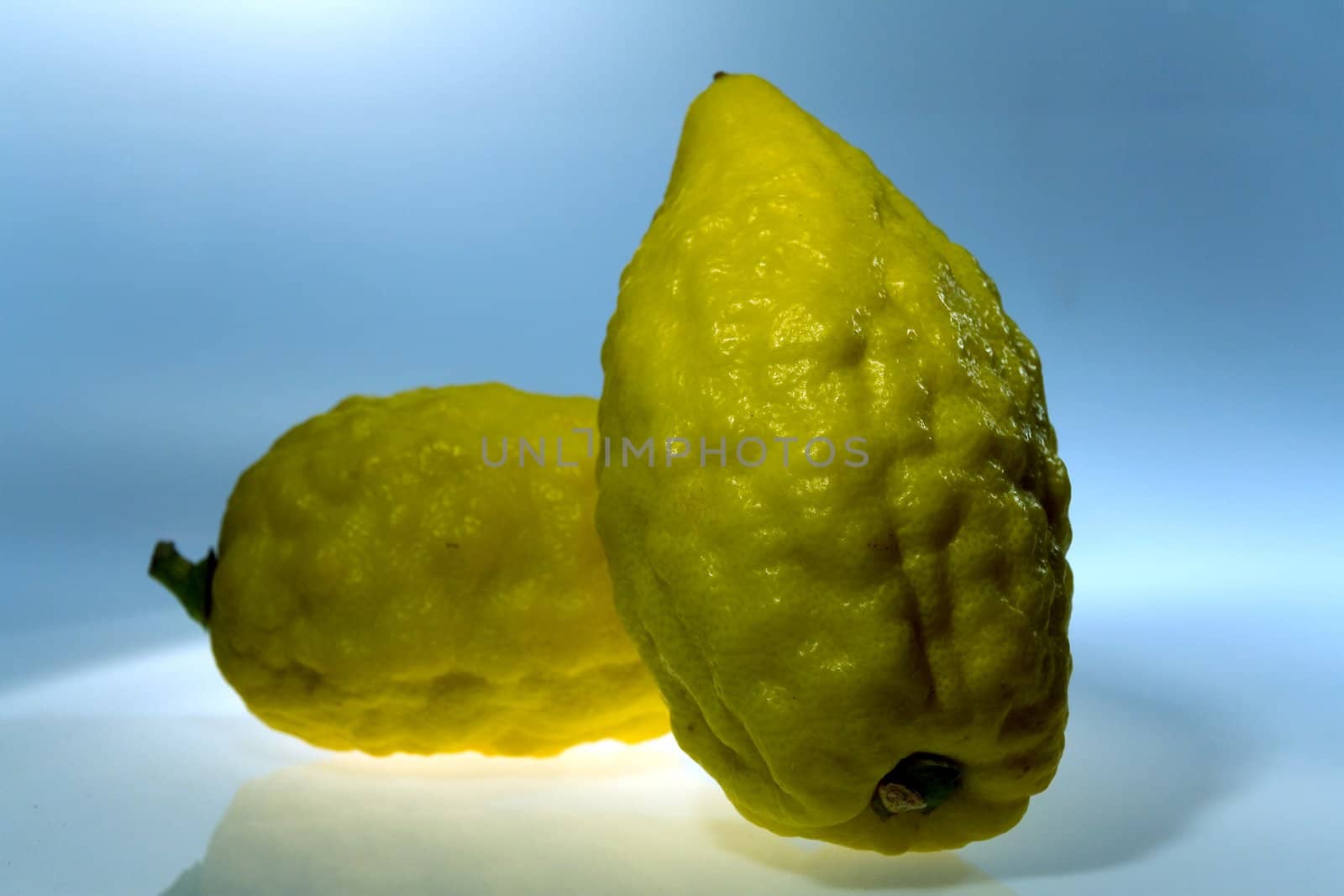 Etrog (Citrus medica) - a traditional citrus of Jewish holiday Sukkoth