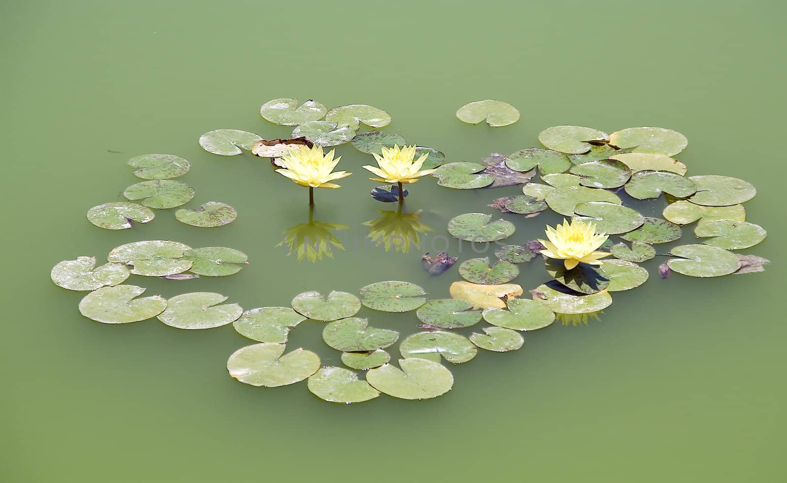 Lotus by Vladimir